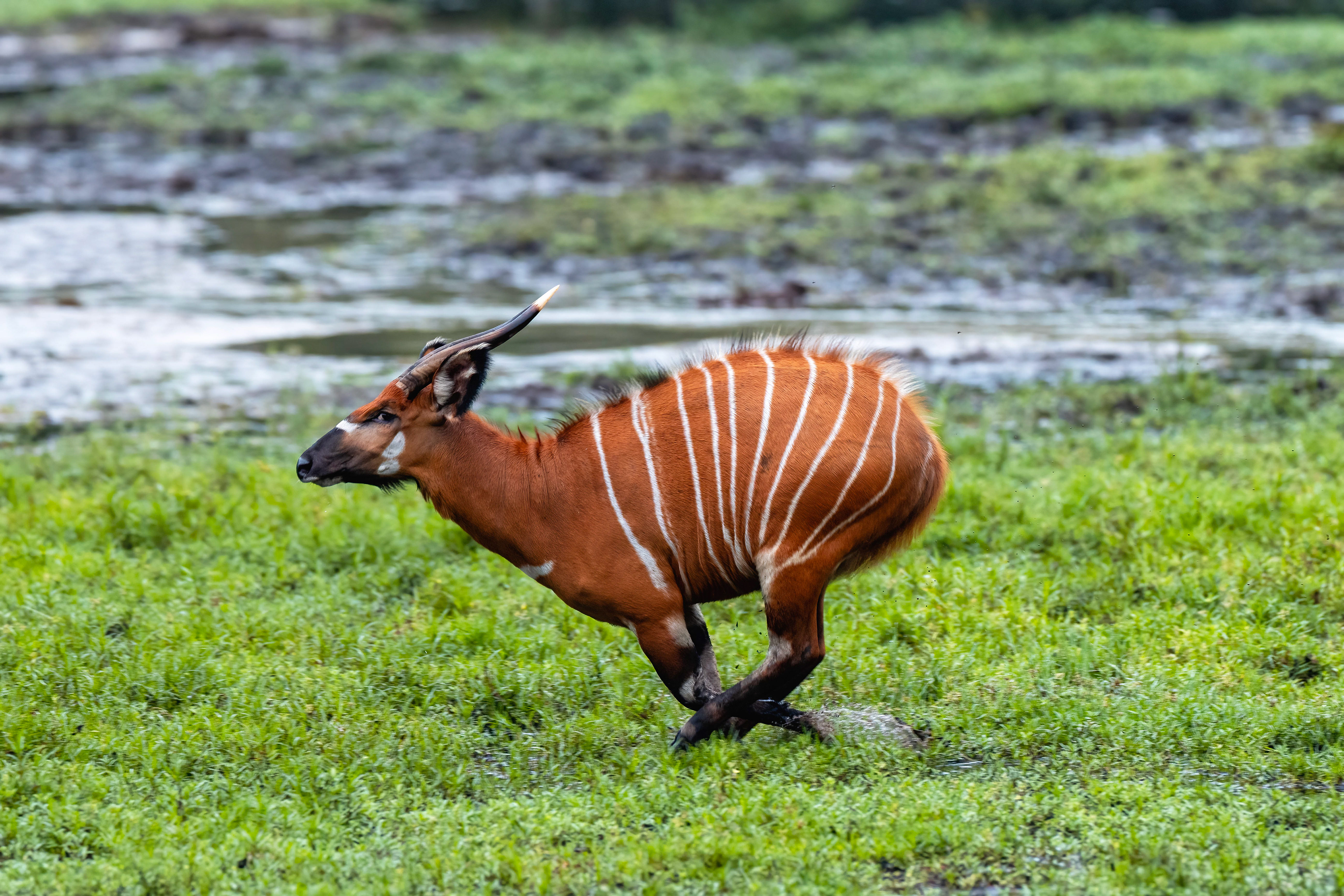 Bongo - Odzala, Republic of Congo