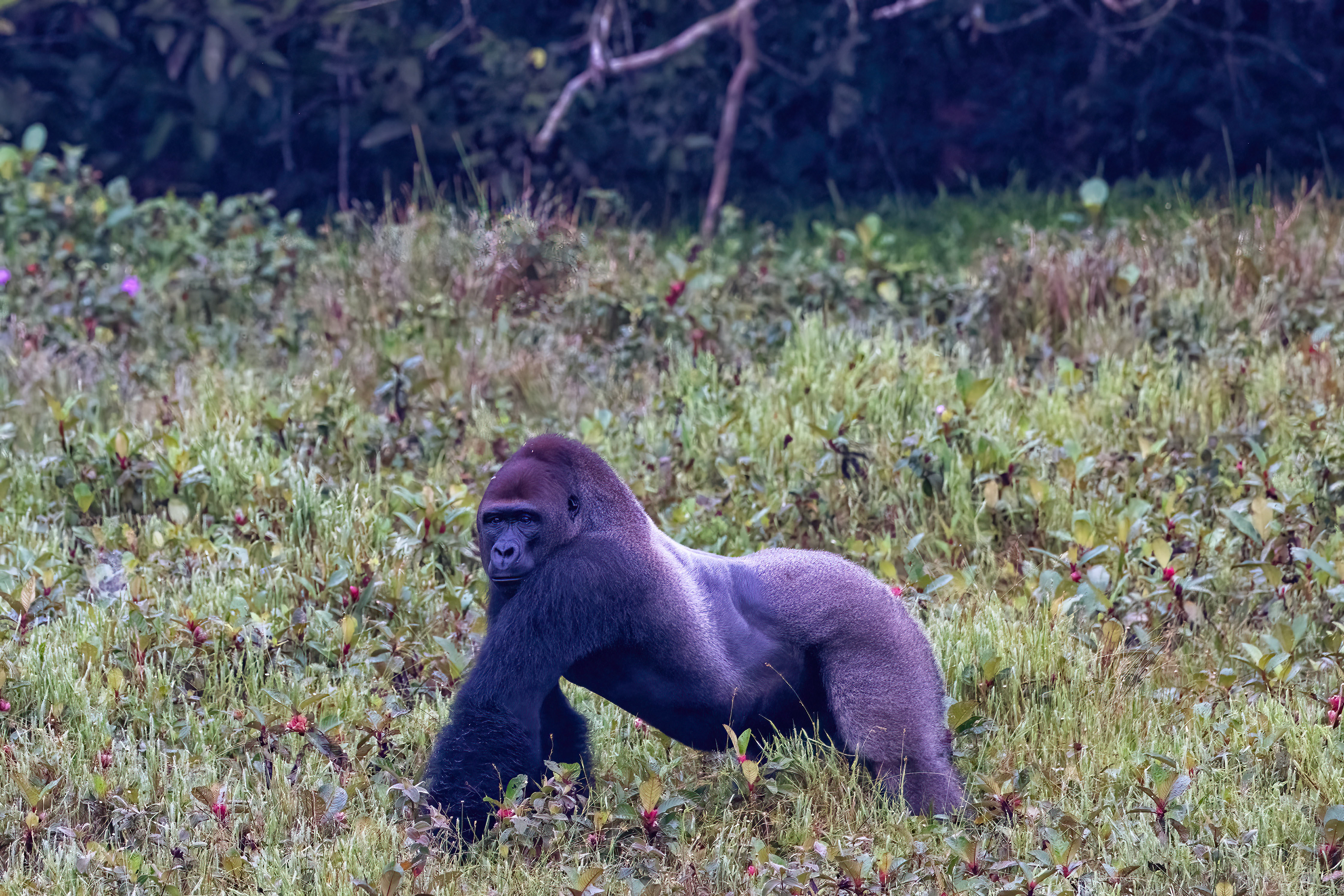 Western Lowland Silverback Gorilla - Odzala, Republic of Congo-RM