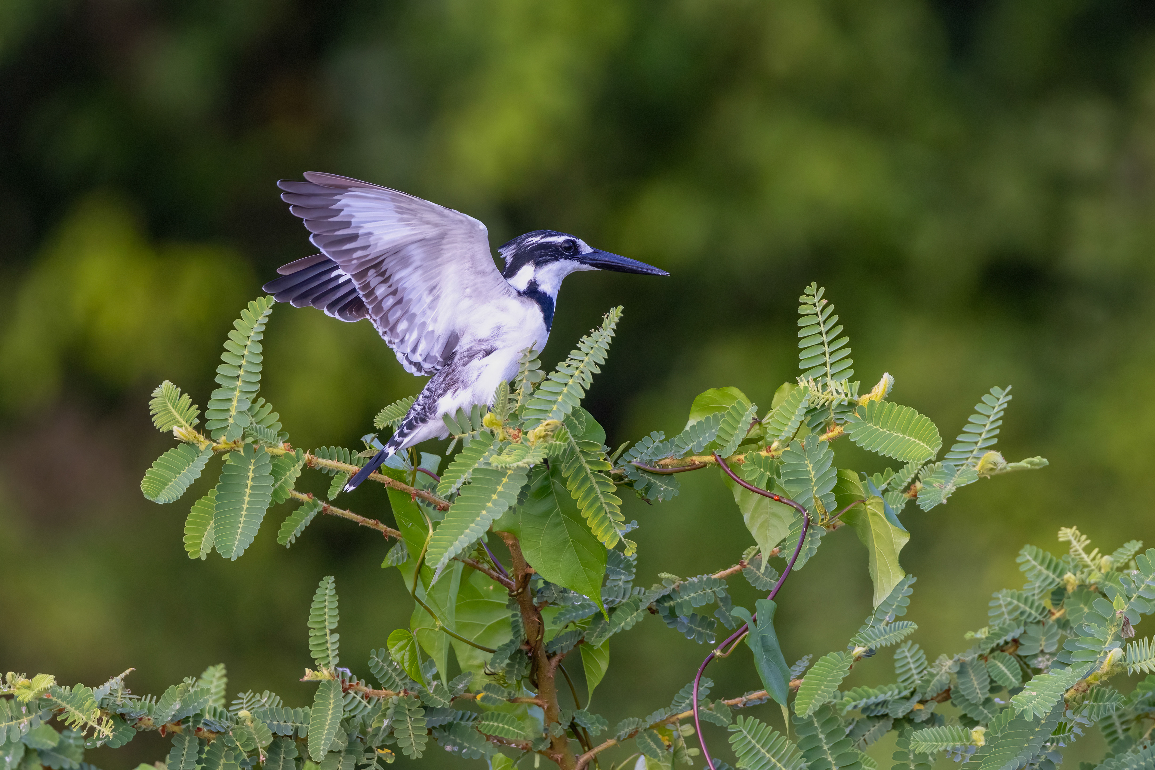 Pied Kingfisher - Murchison Falls, Uganda - RM 