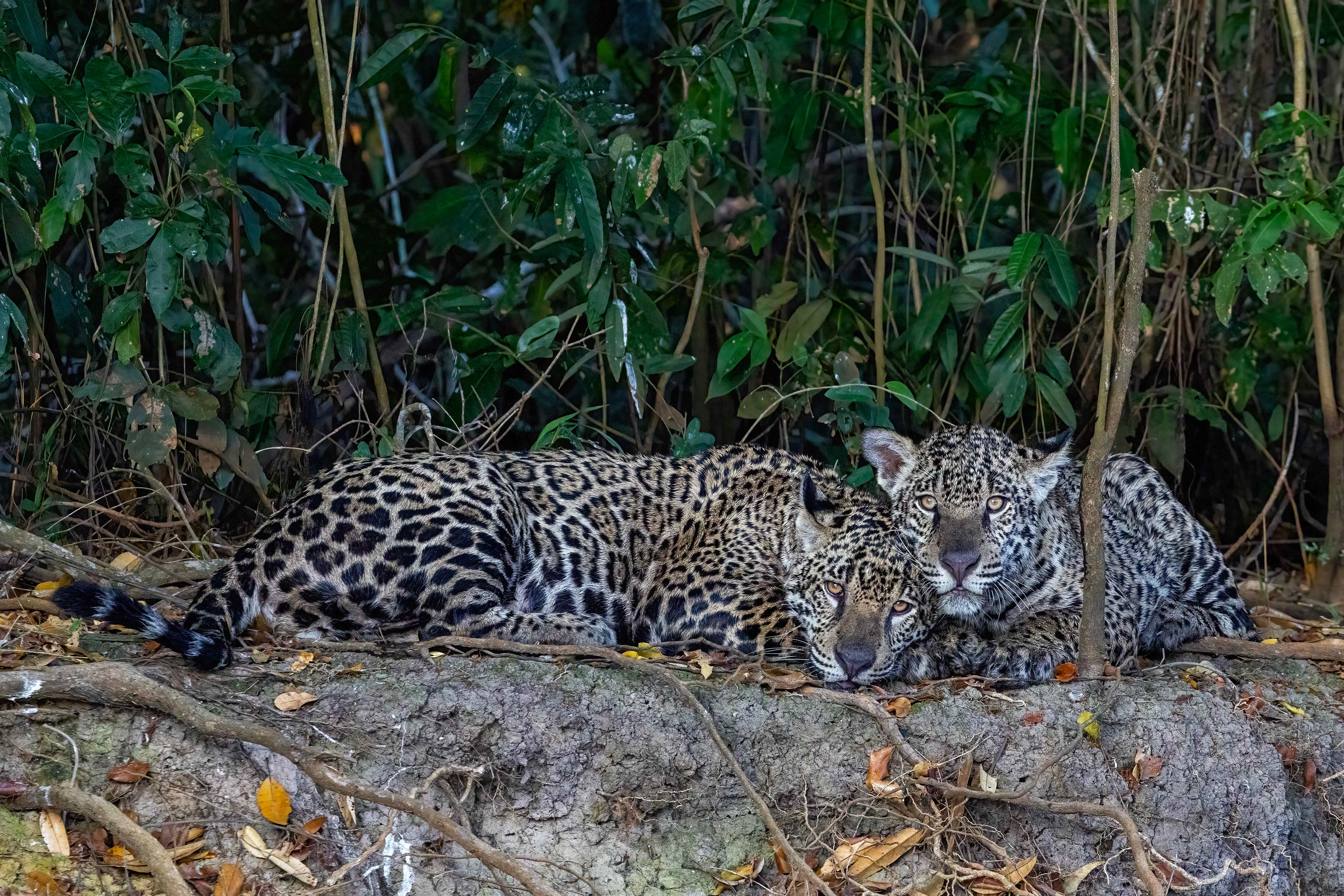 Jaguar cubs resting together while their mother hunts