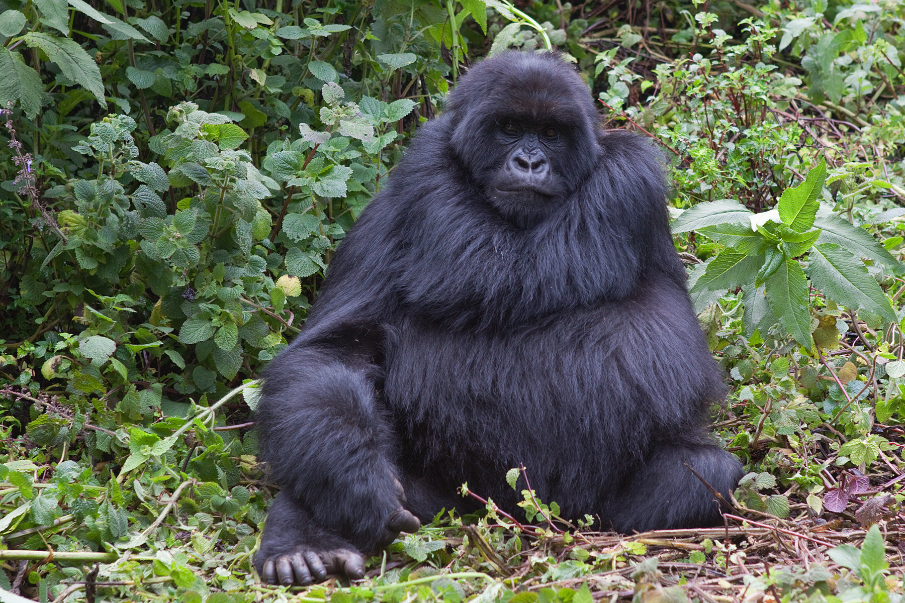 Mountain Gorilla - Rwanda