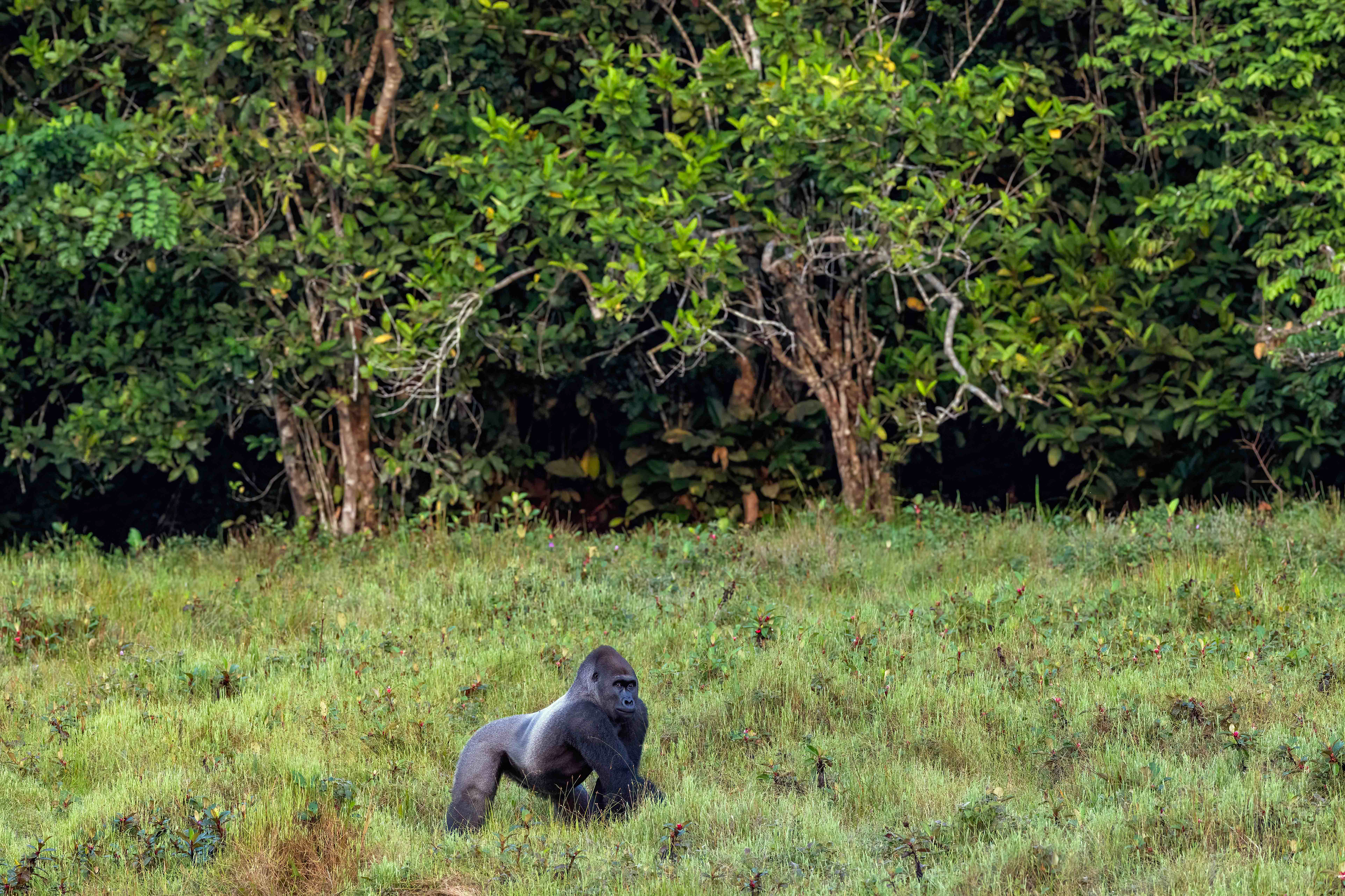 Western Lowland Silverback Gorilla - Odzala, Republic of Congo
