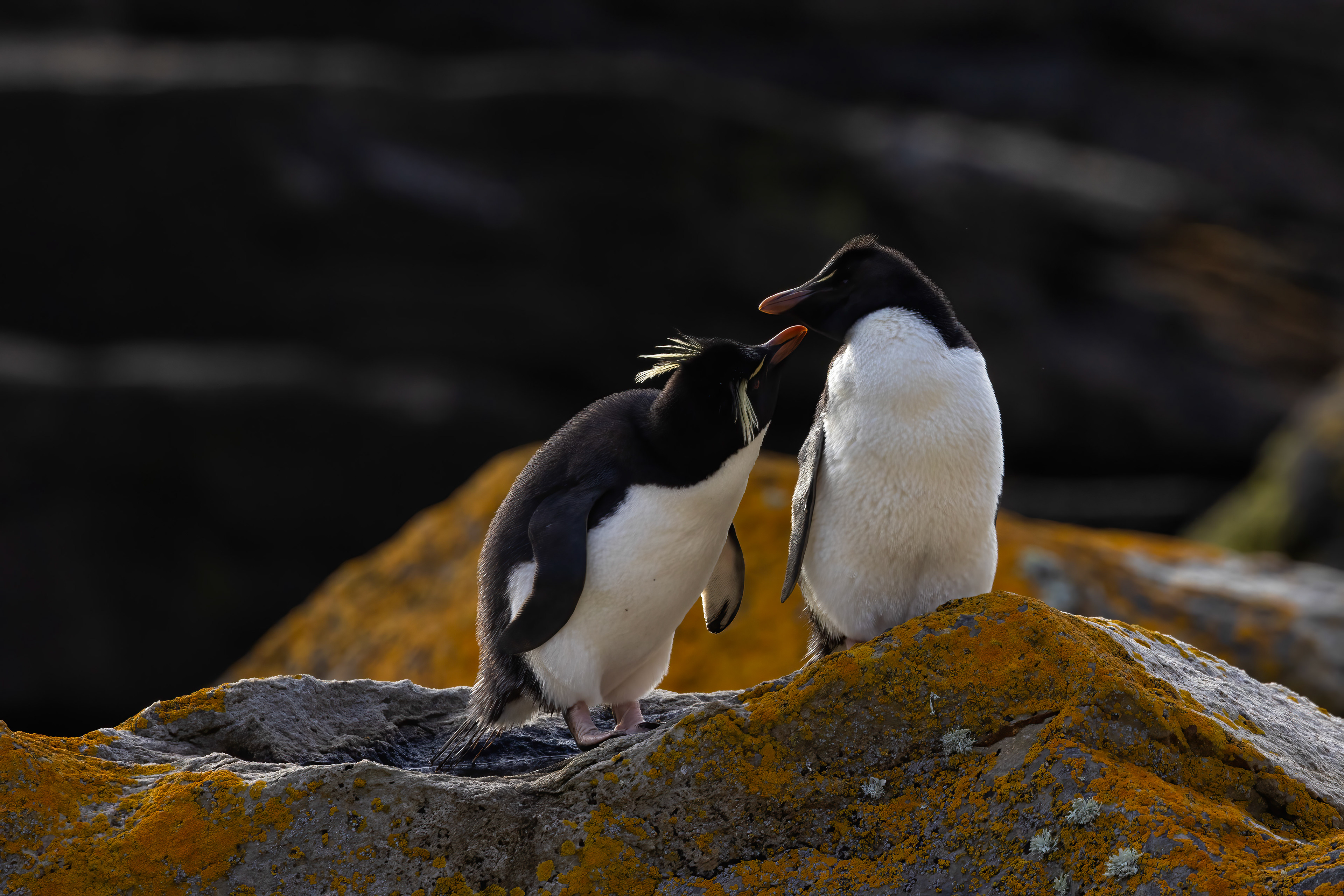 Southern Rockhopper Penguins grooming each other - Falklands