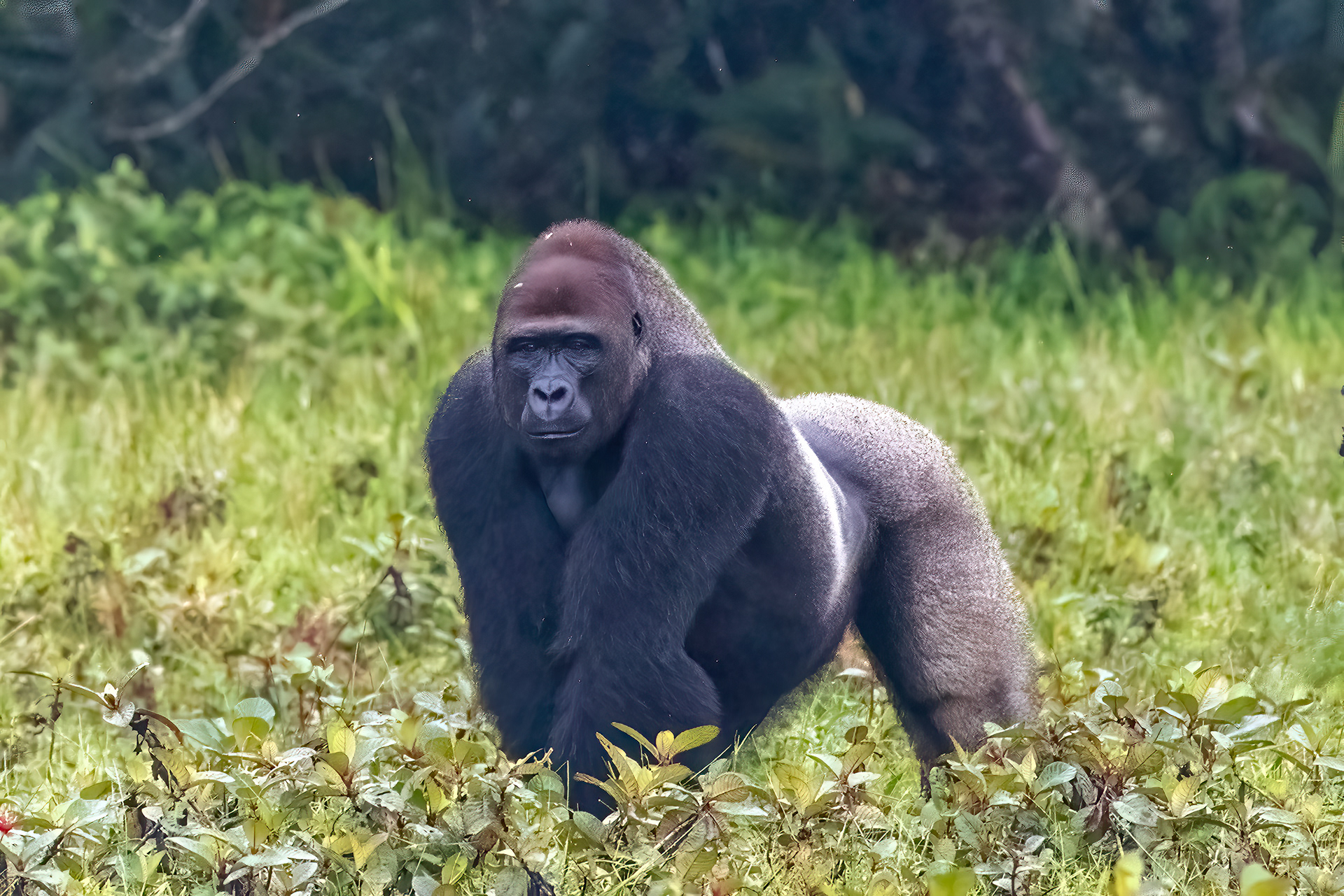 Western Lowland Gorilla Silverback - Odzala, Republic of Congo
