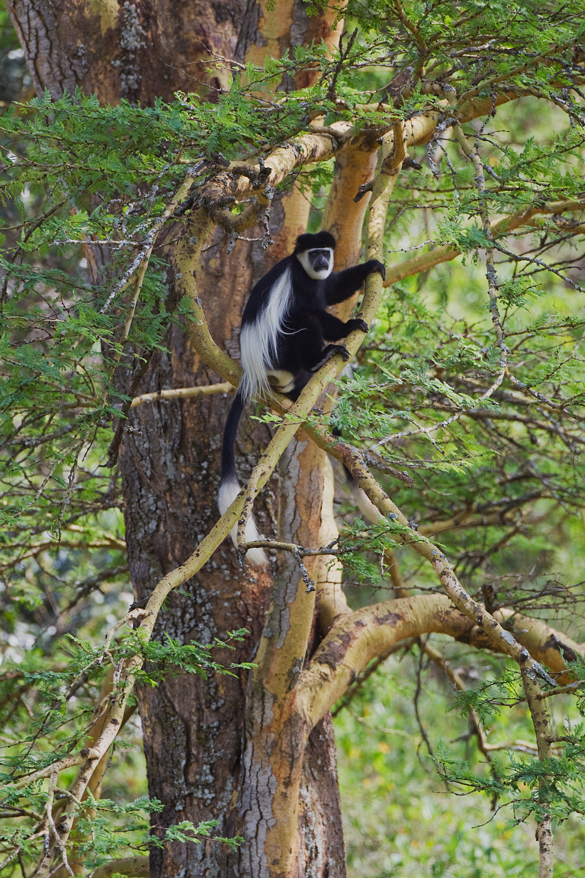 Black and White Colobus Monkey - Kenya
