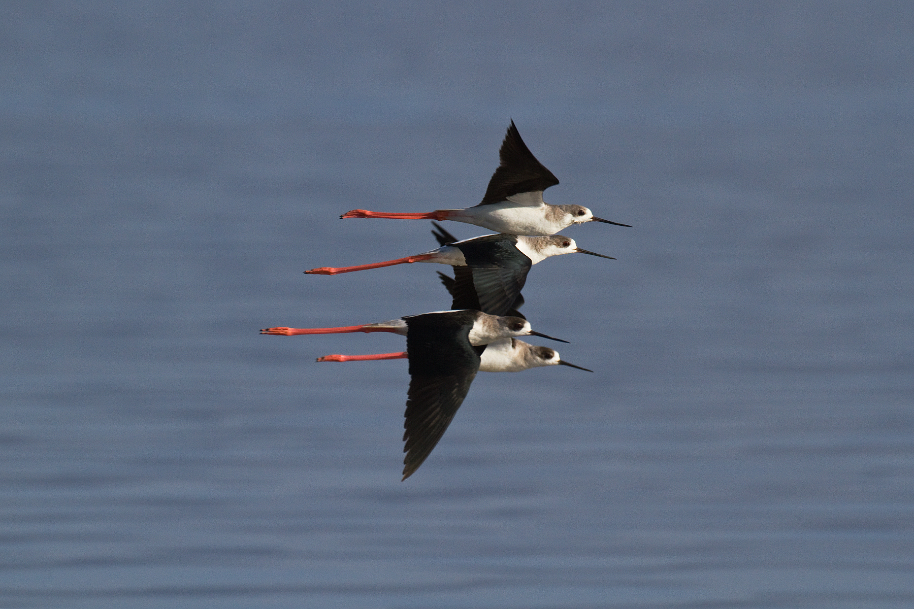 Black-winged Stilts - Nakuru