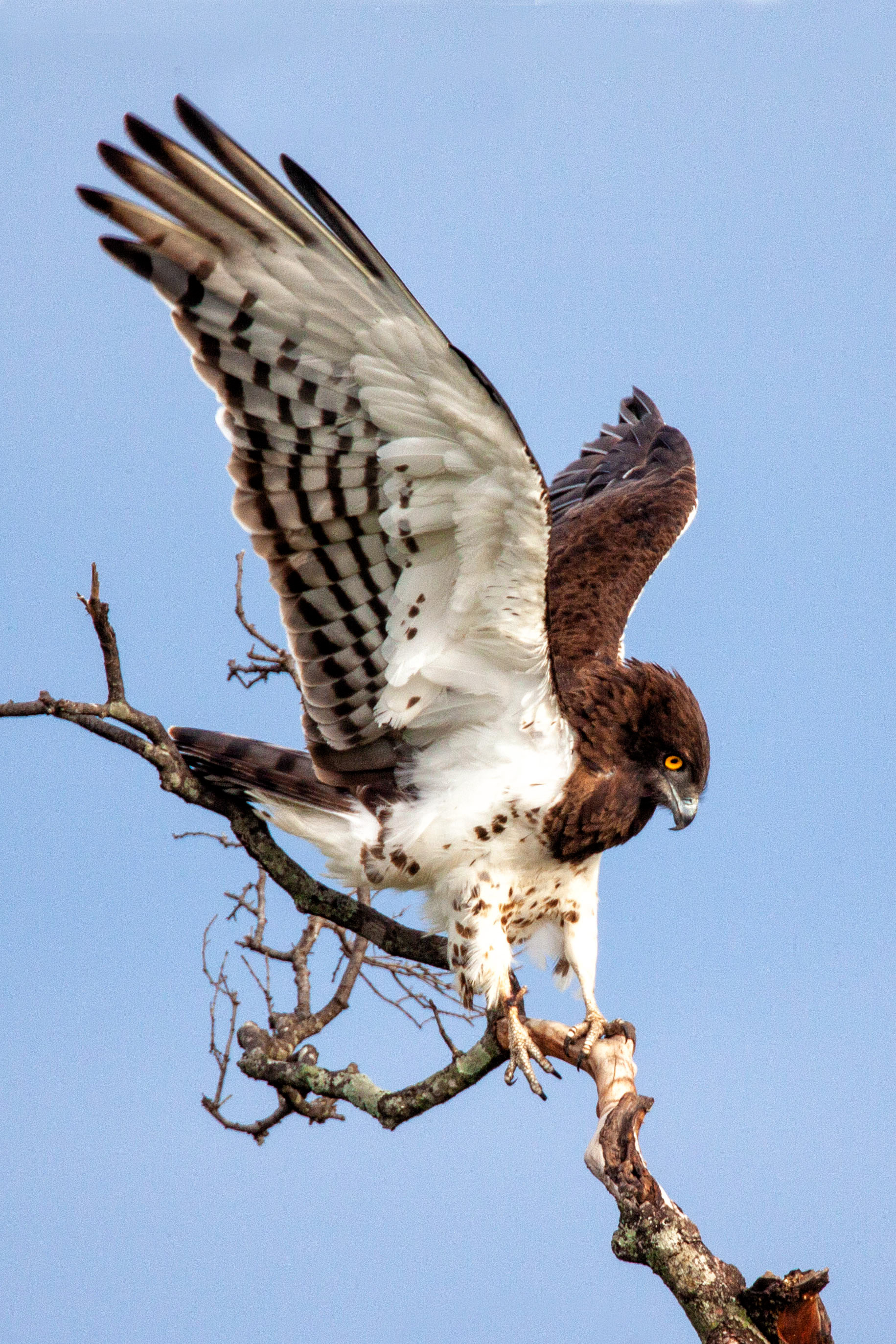 Marshall Eagle - Masai Mara