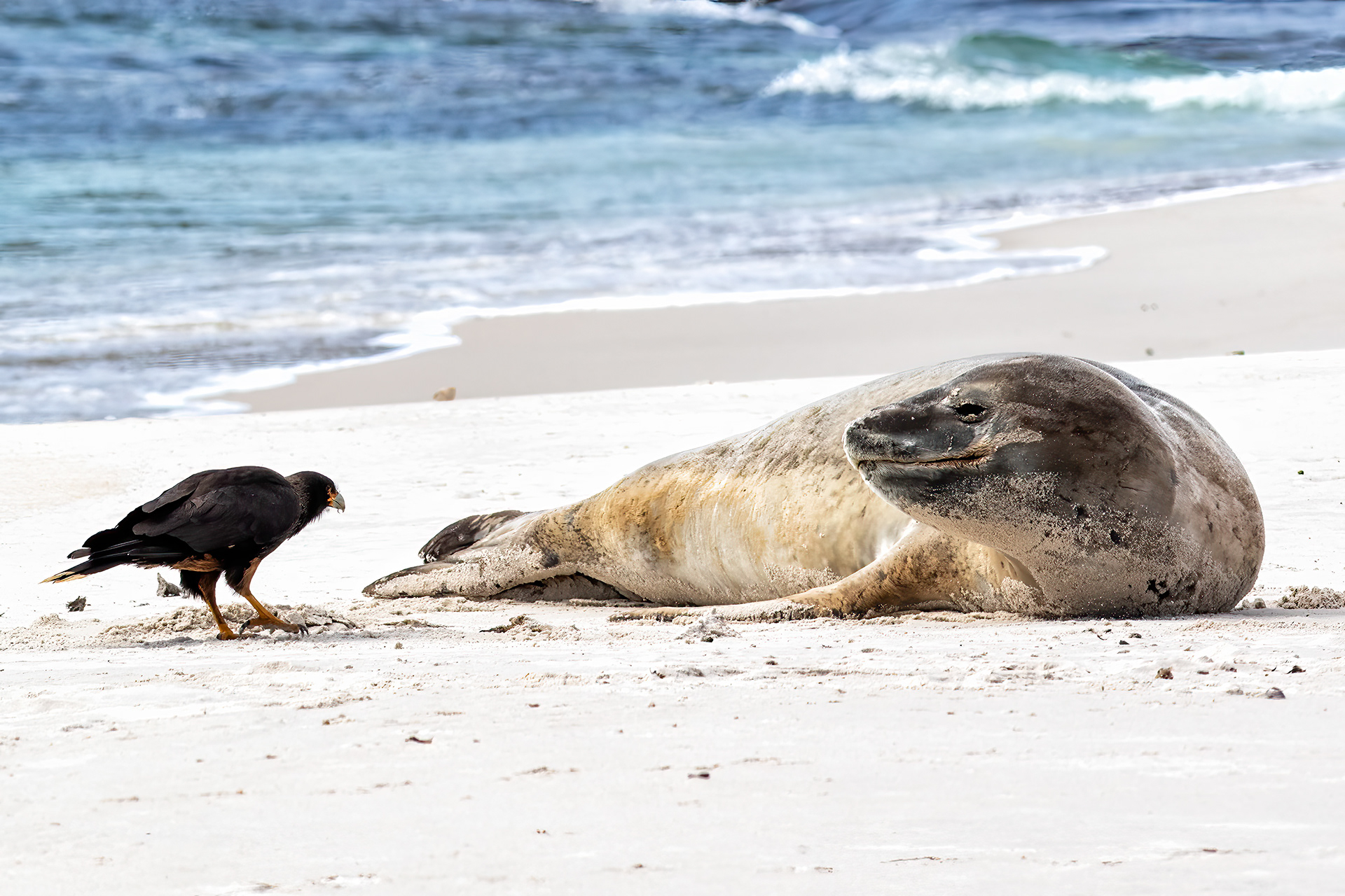 Leopard Seal being harassed by an inquisitive Striated Caracara - Falklands - RM