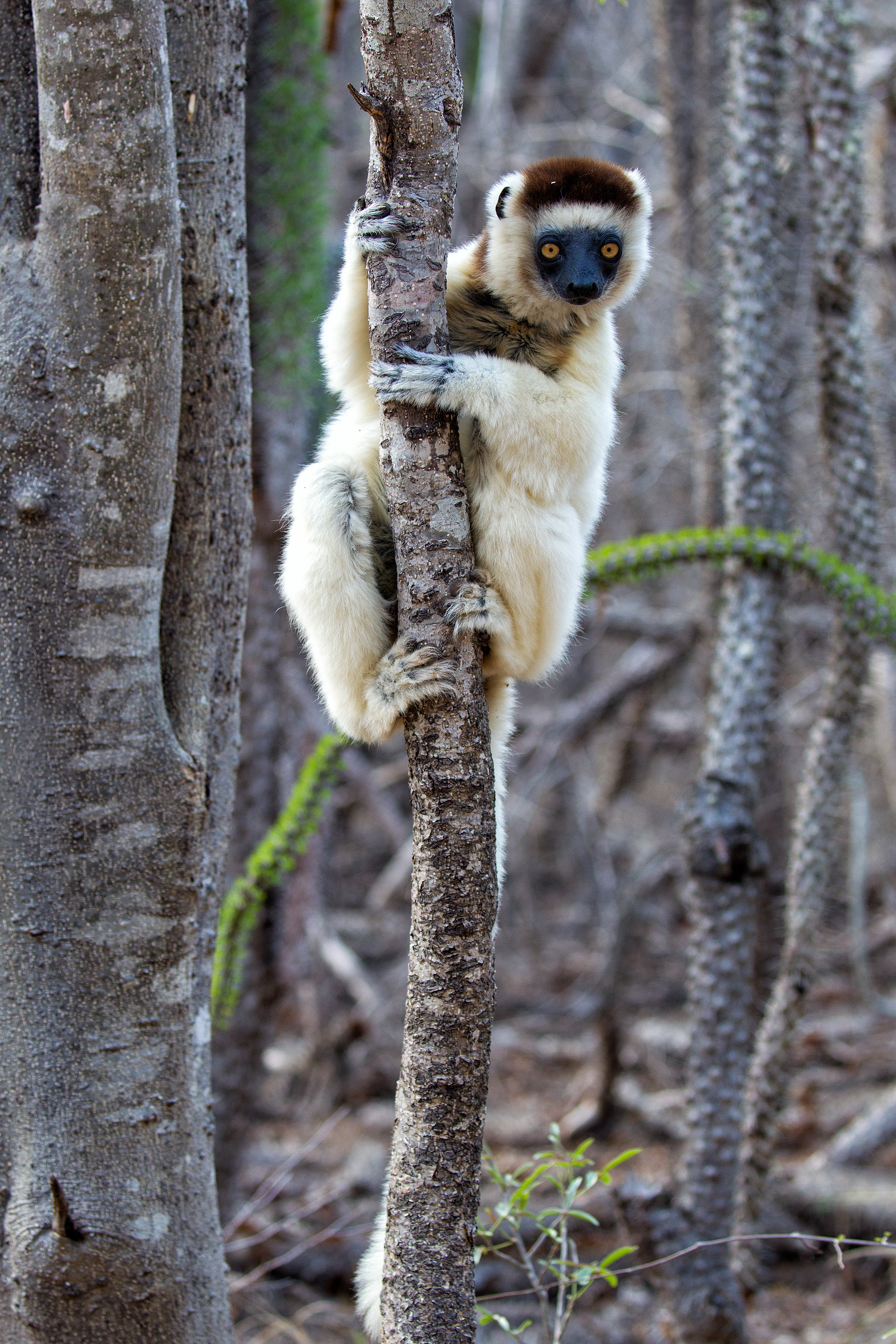 Verreaux's Sifaka in spiny forest near Berenty