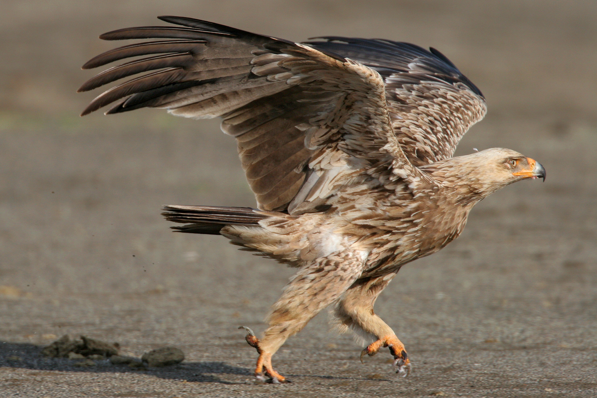 Tawny Eagle - Nakuru