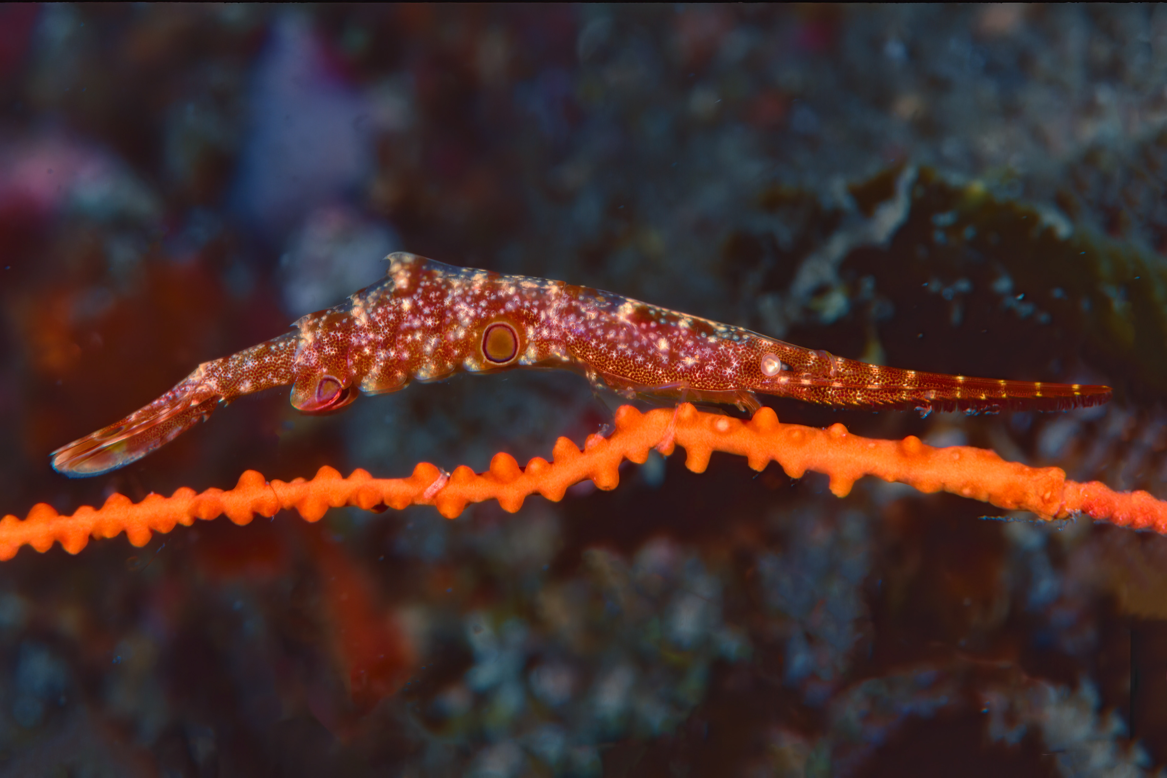 Tozeuma Shrimp - Sulawesi, Indonesia