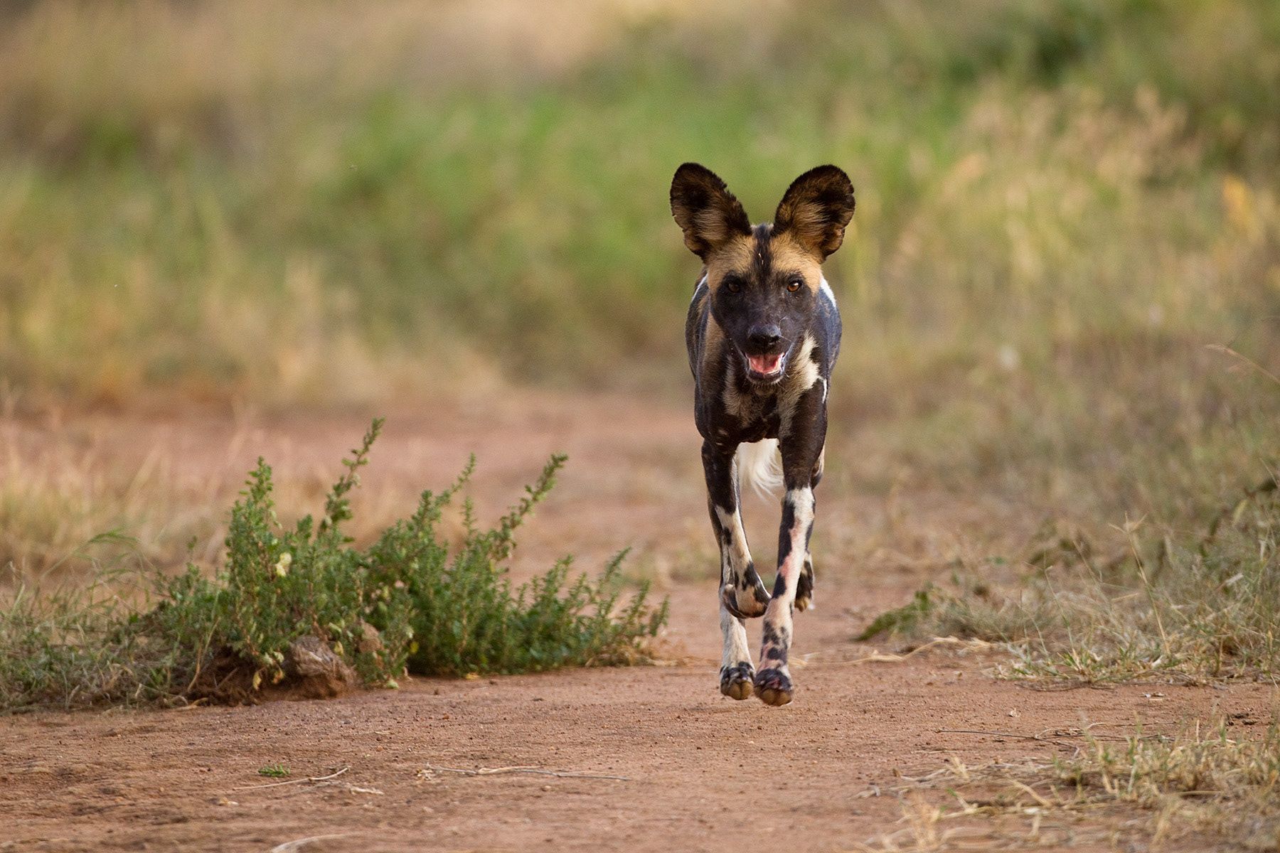 Africa Wild Dog on the hunt - Kenya