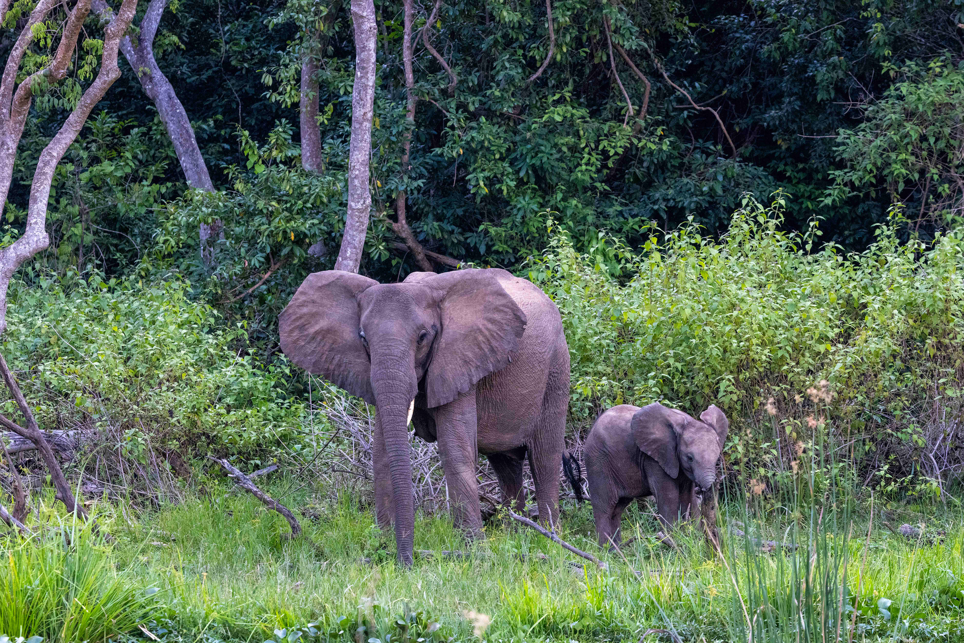 Elephant Mother & Calf on the banks of the Nile River - Uganda