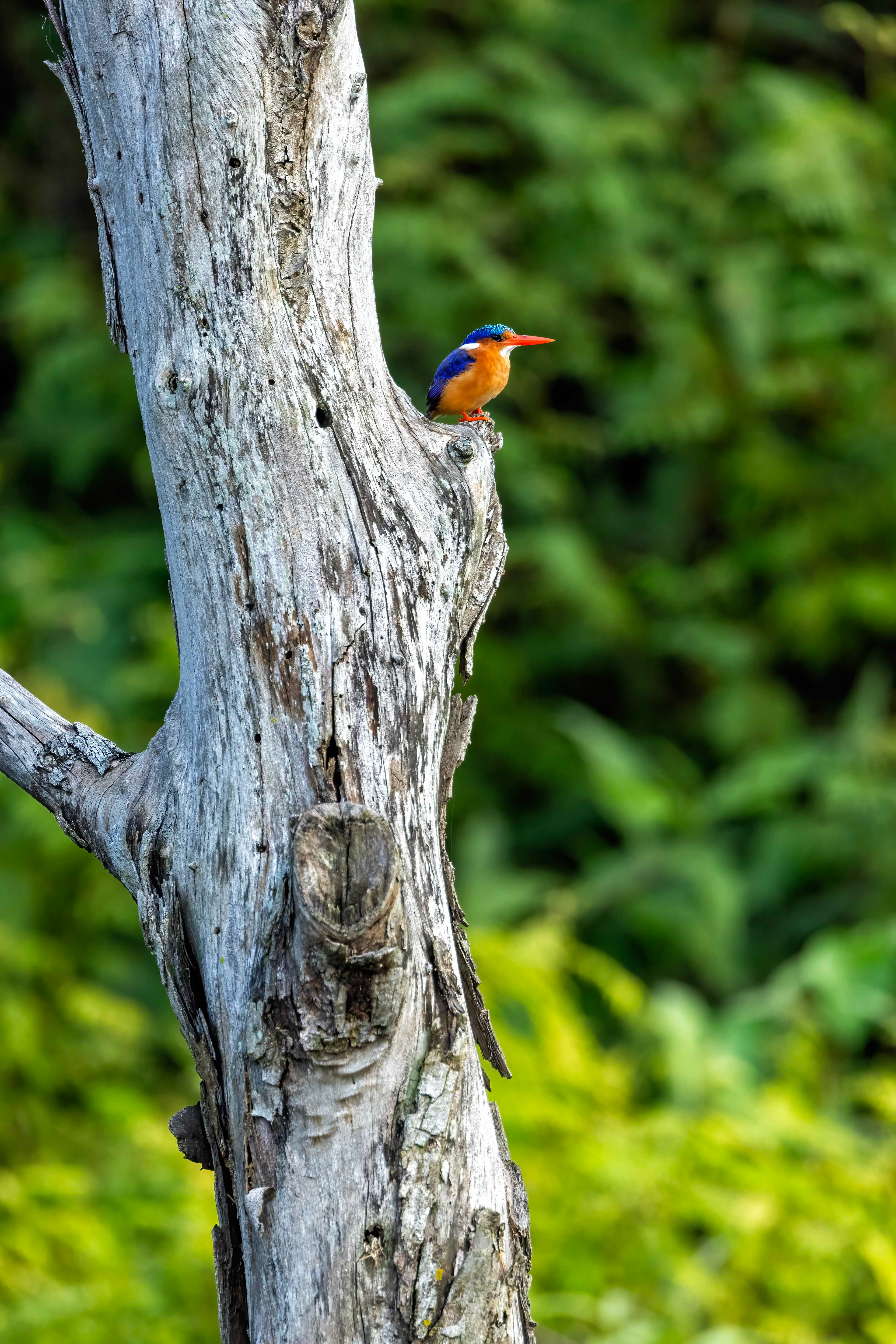 Malachite Kingfisher - Murchison Falls, Uganda - RM