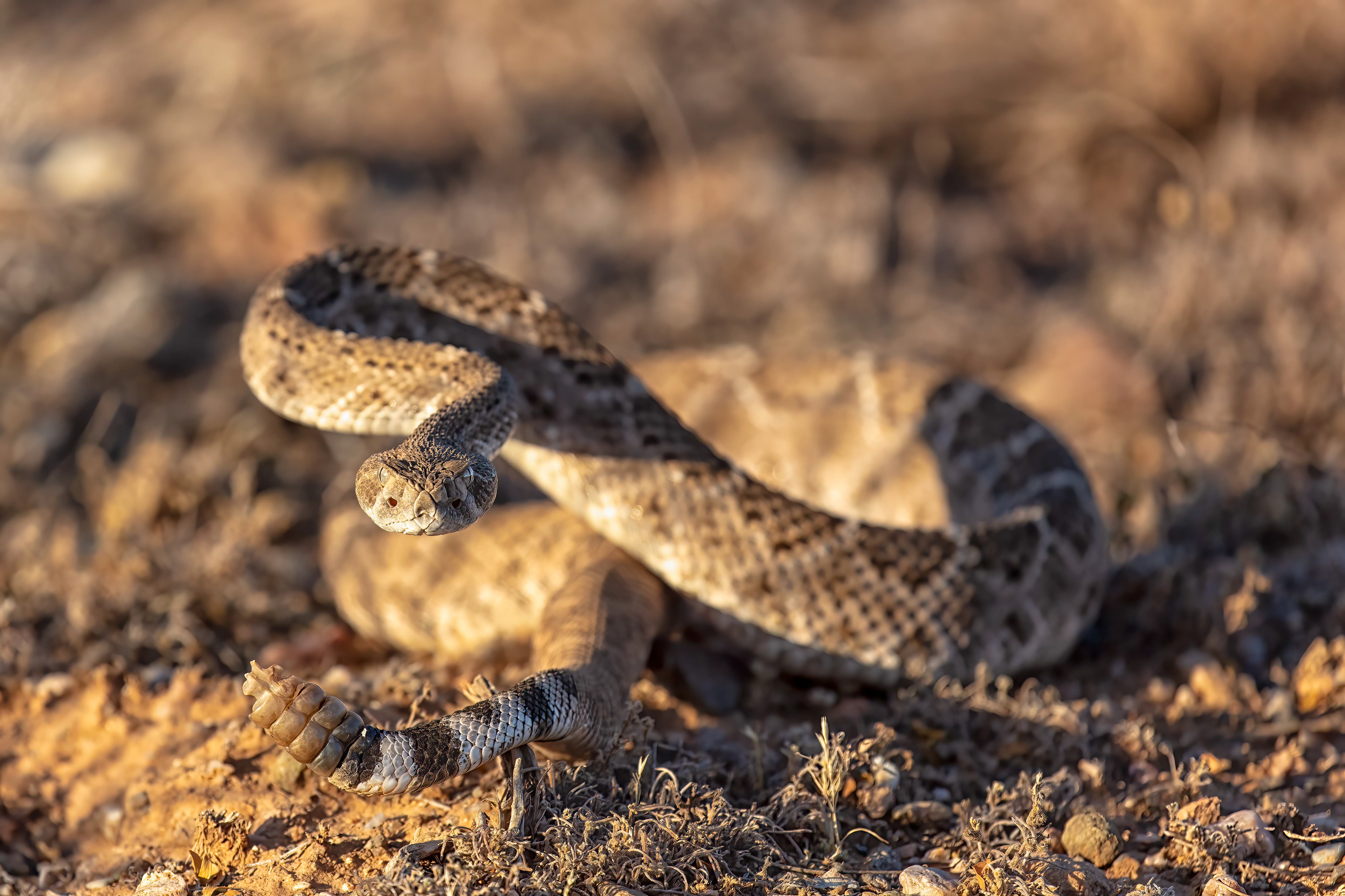 Western Diamondback Rattlesnake in a defensive posture