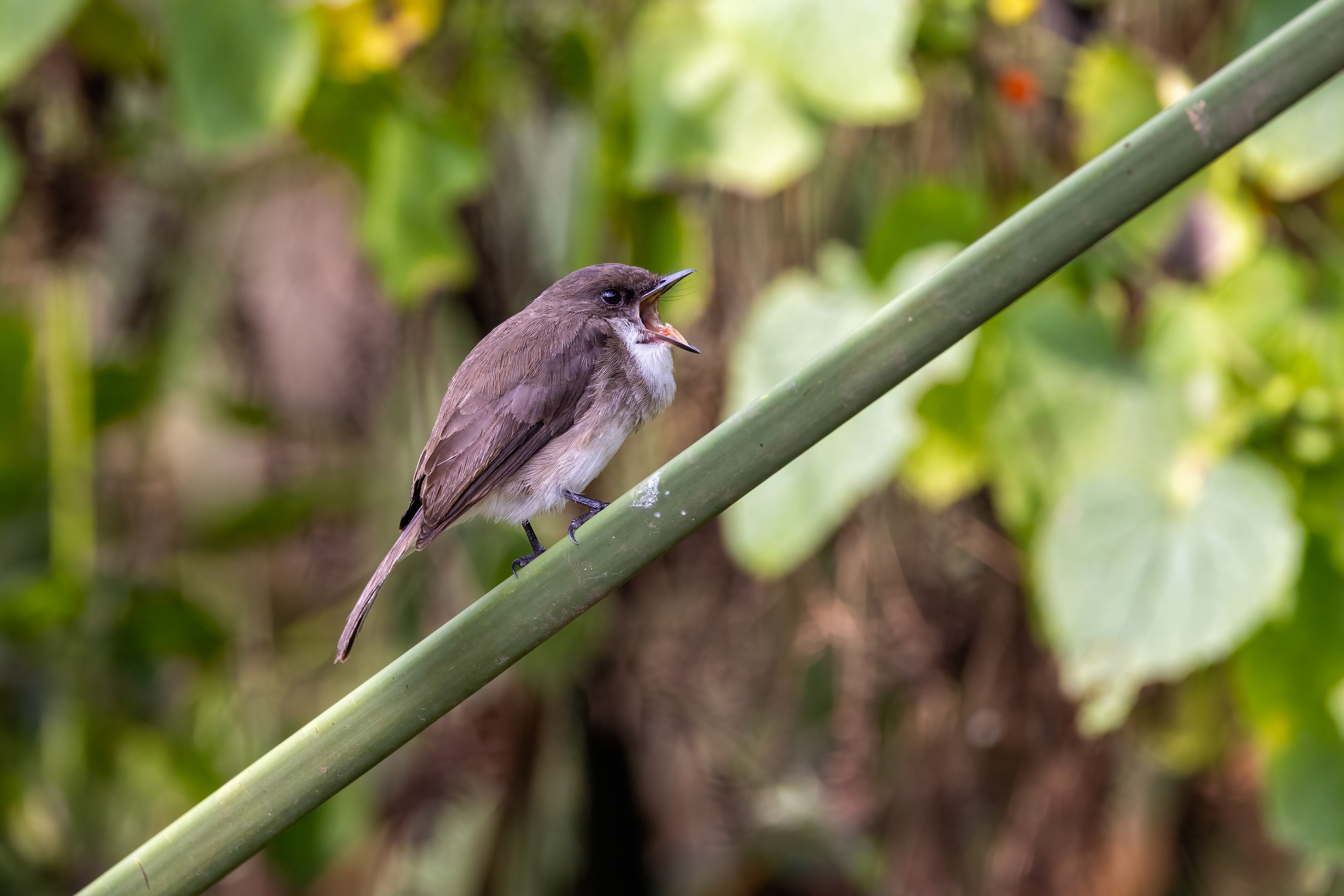 Flycatcher - Chahafi, Uganda - RM