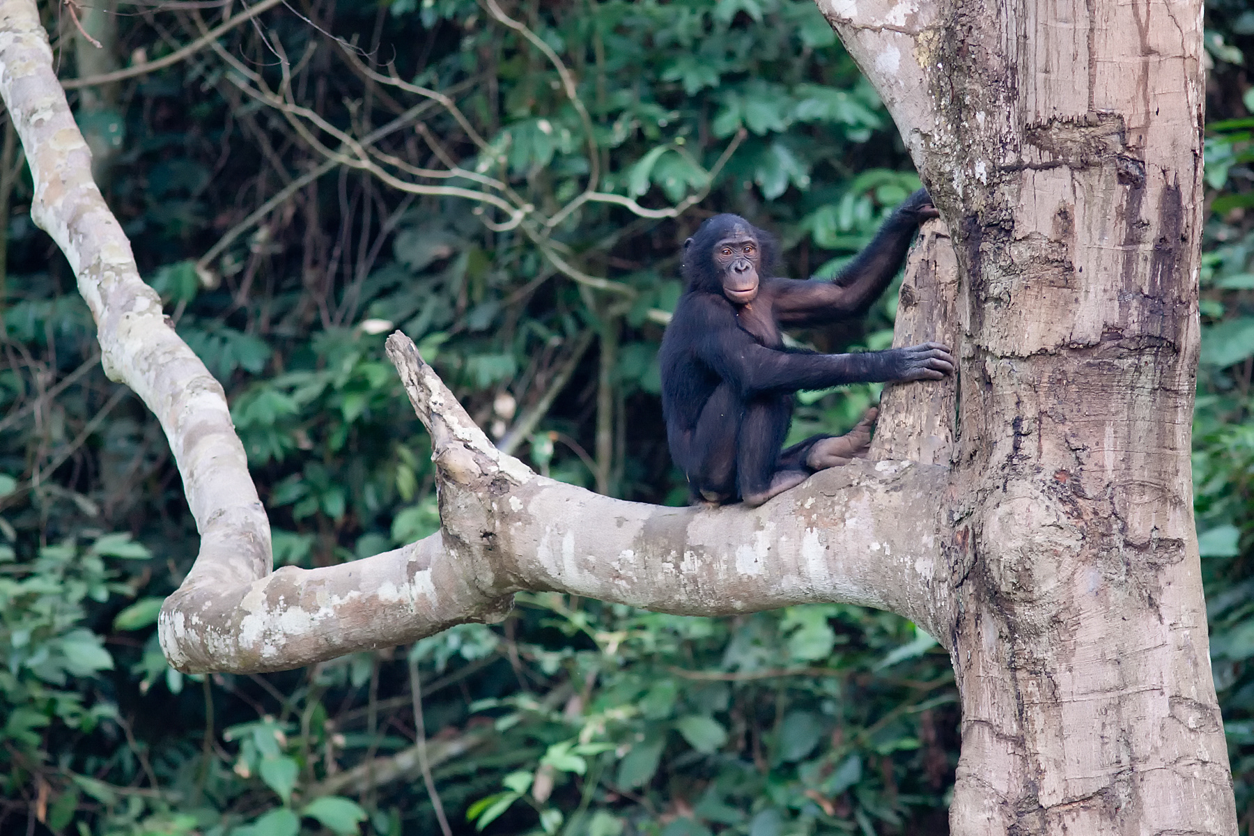 Bonobo at special Bonobo reserve, DRC