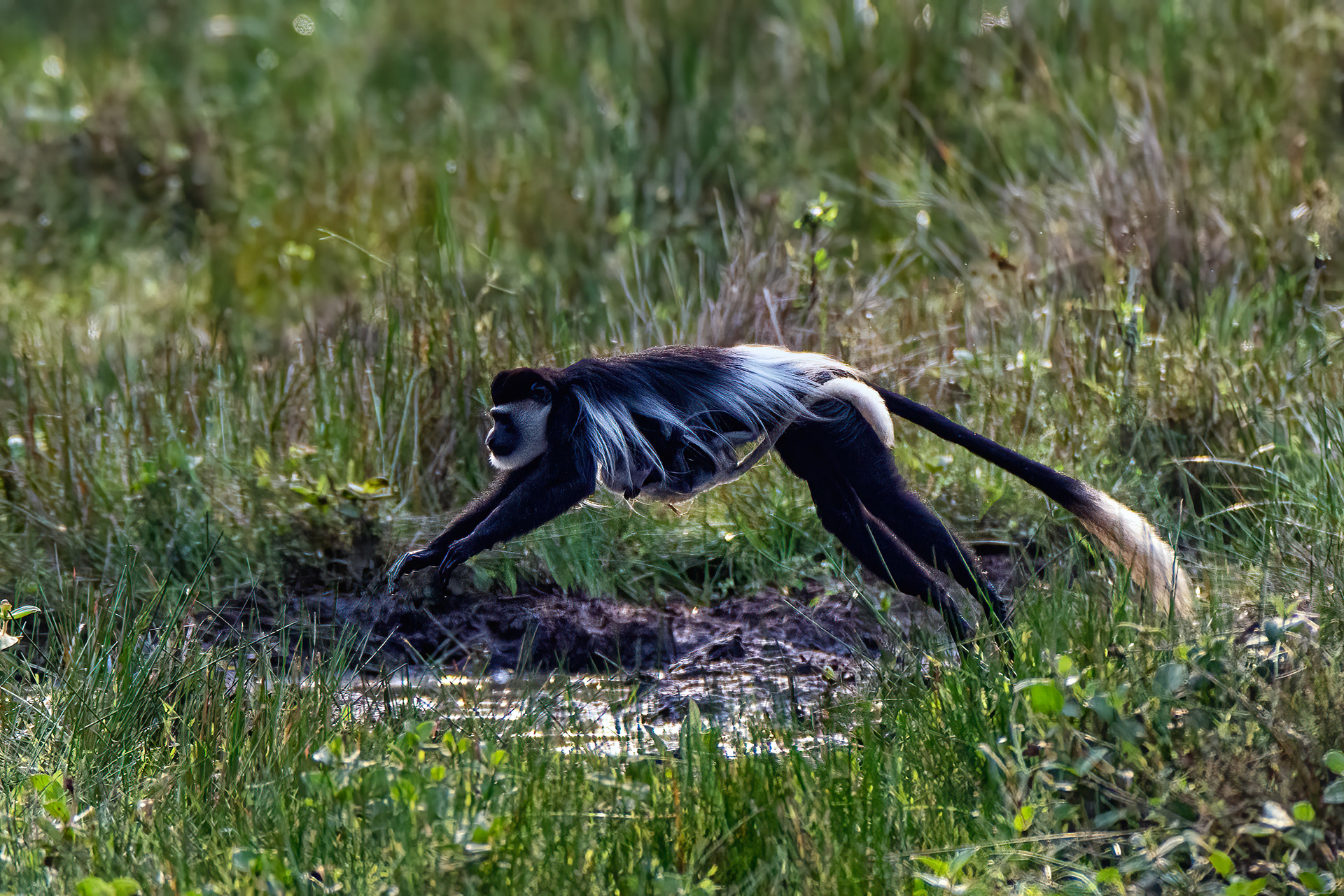 Black & White Colobus mother and baby - Odzala, Republic of Congo