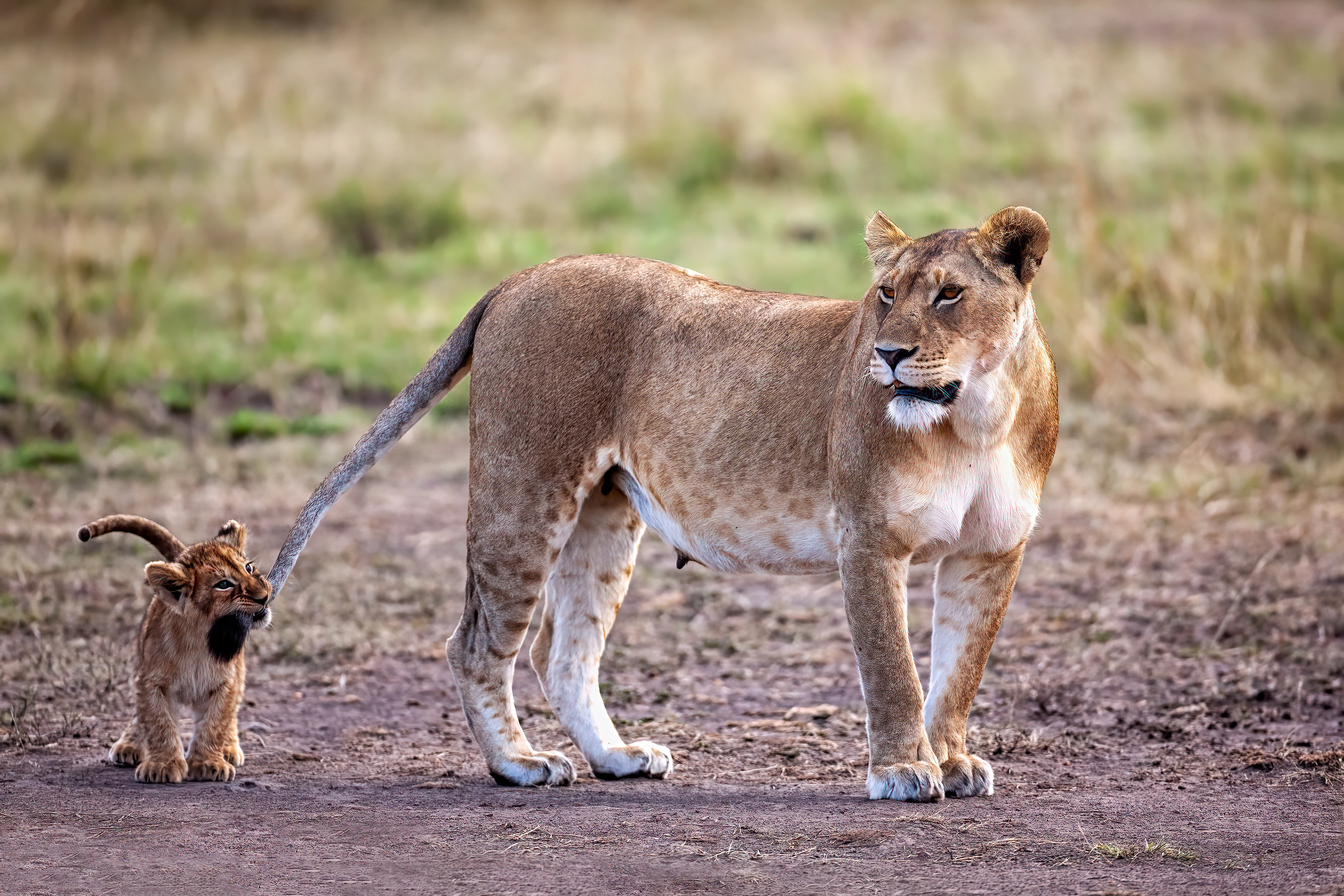 Lioness with one of her cubs - Masai Mara