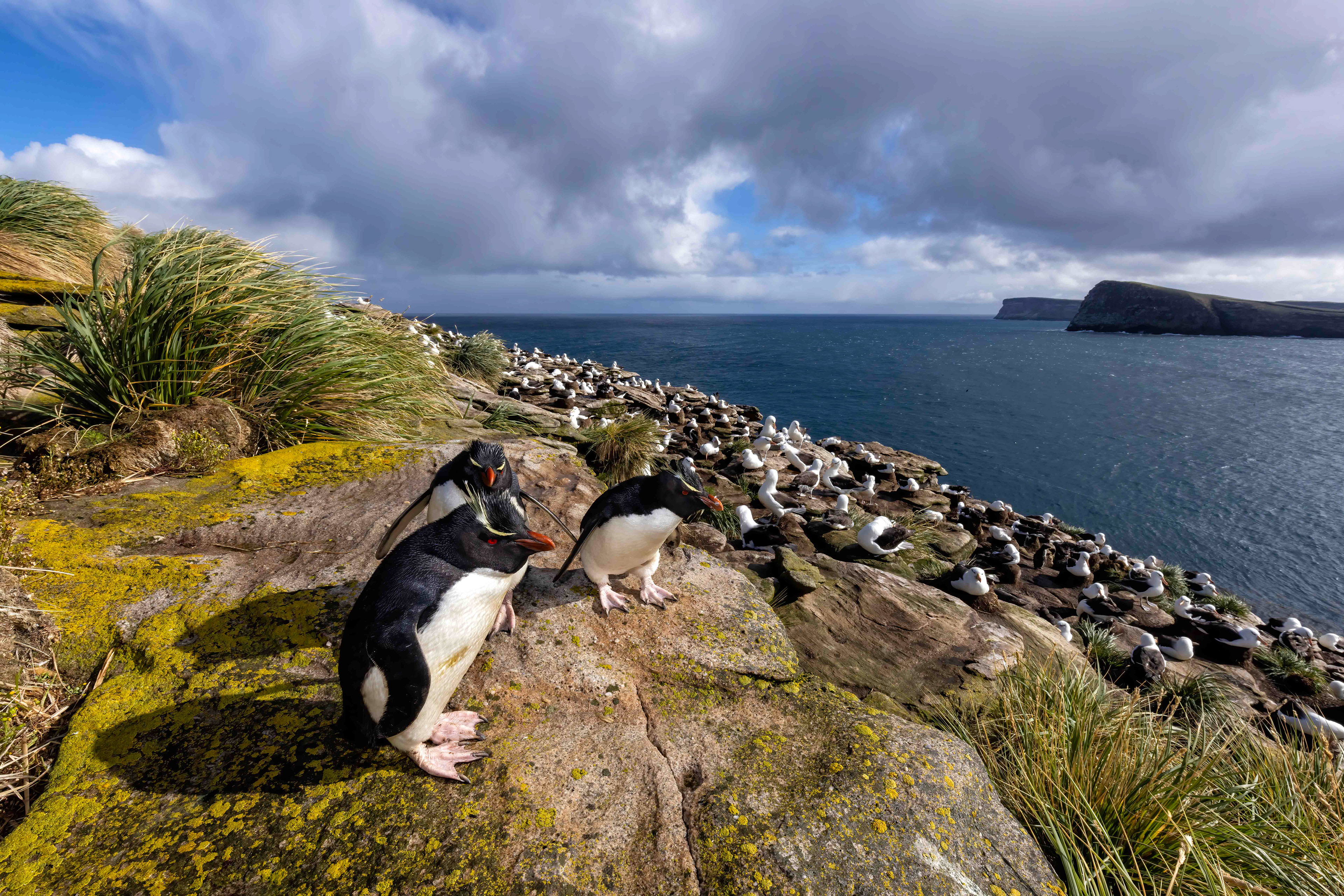 Southern Rockhoppers living amongst Black-browed albatross on new island - Falklands