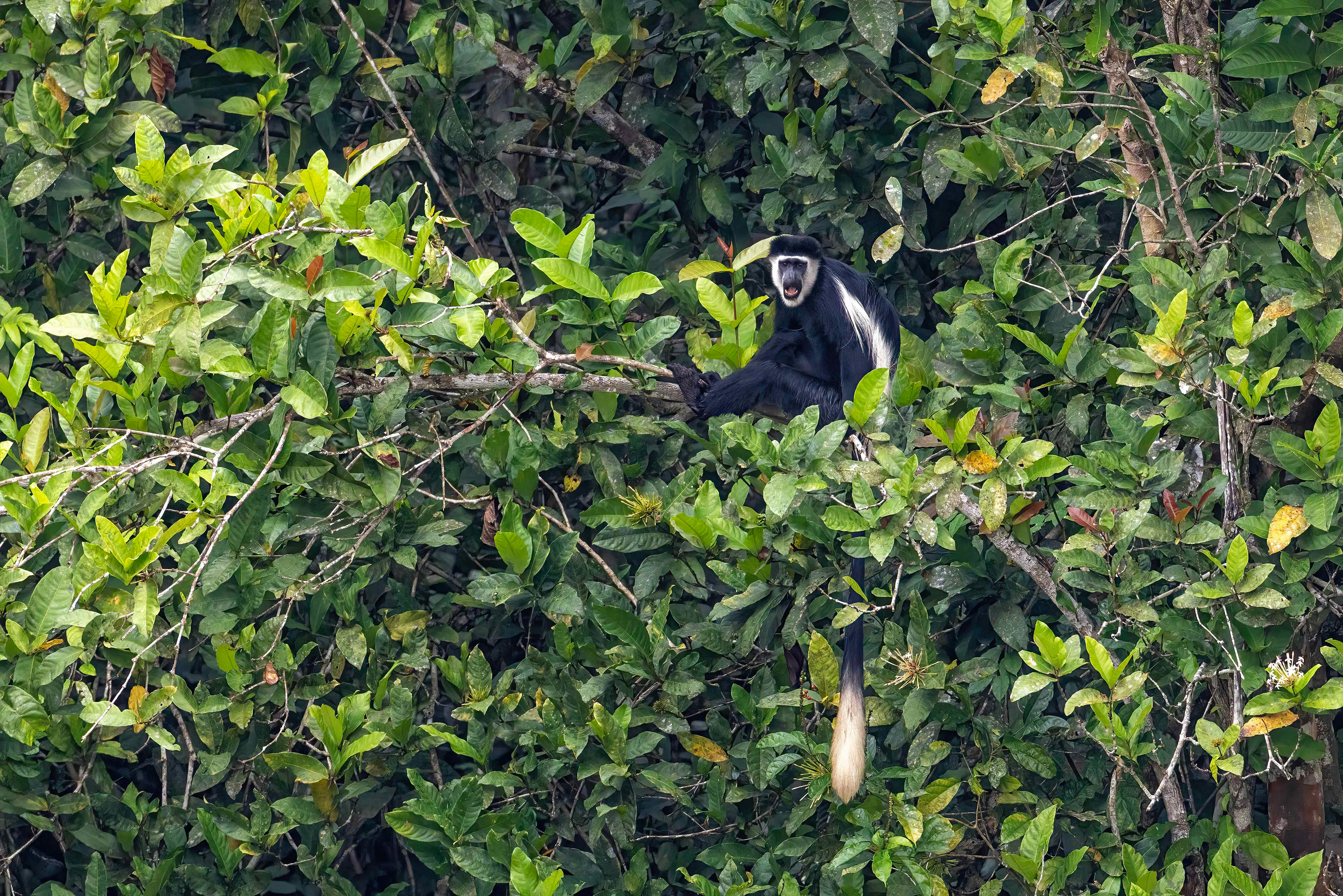 Black & White Colobus Monkey - Odzala, Republic of Congo