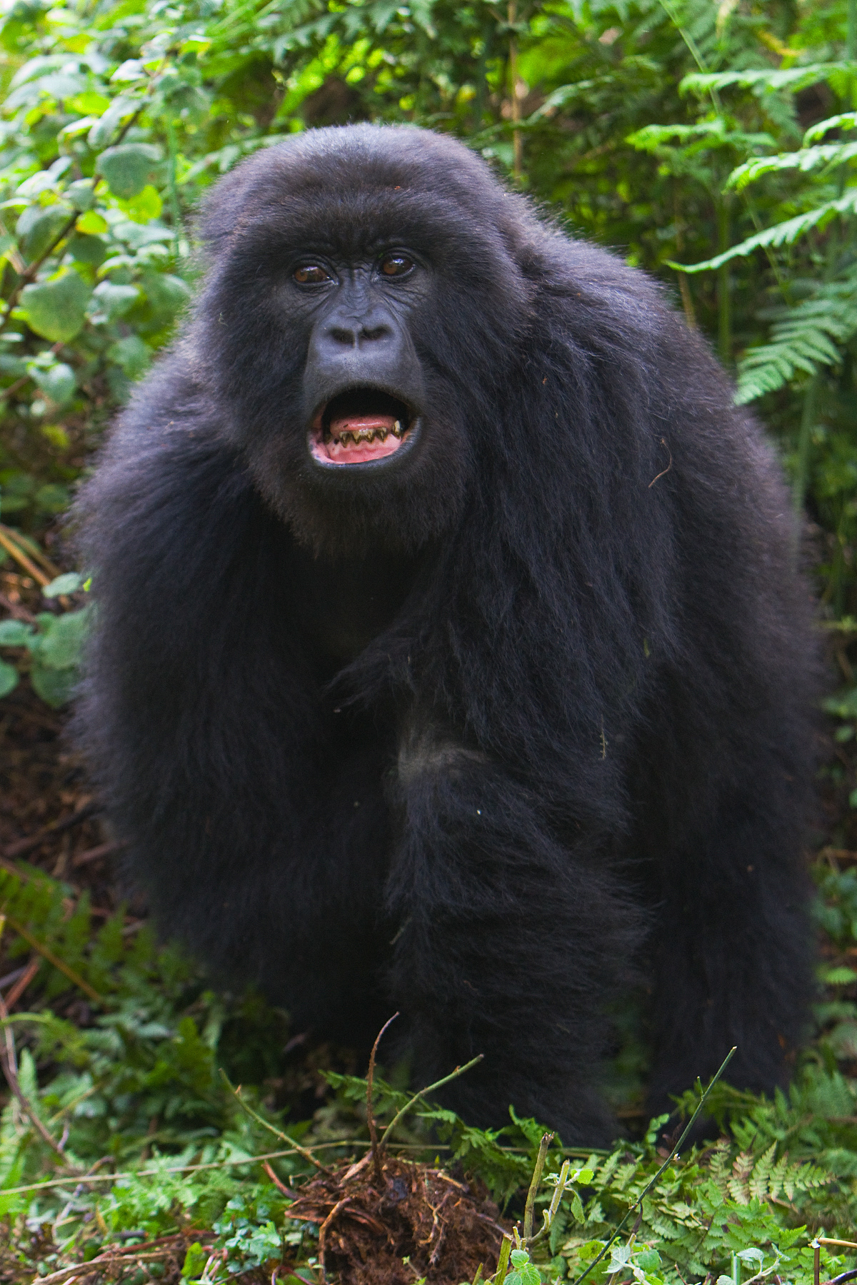 Mountain Gorilla - Rwanda - RM
