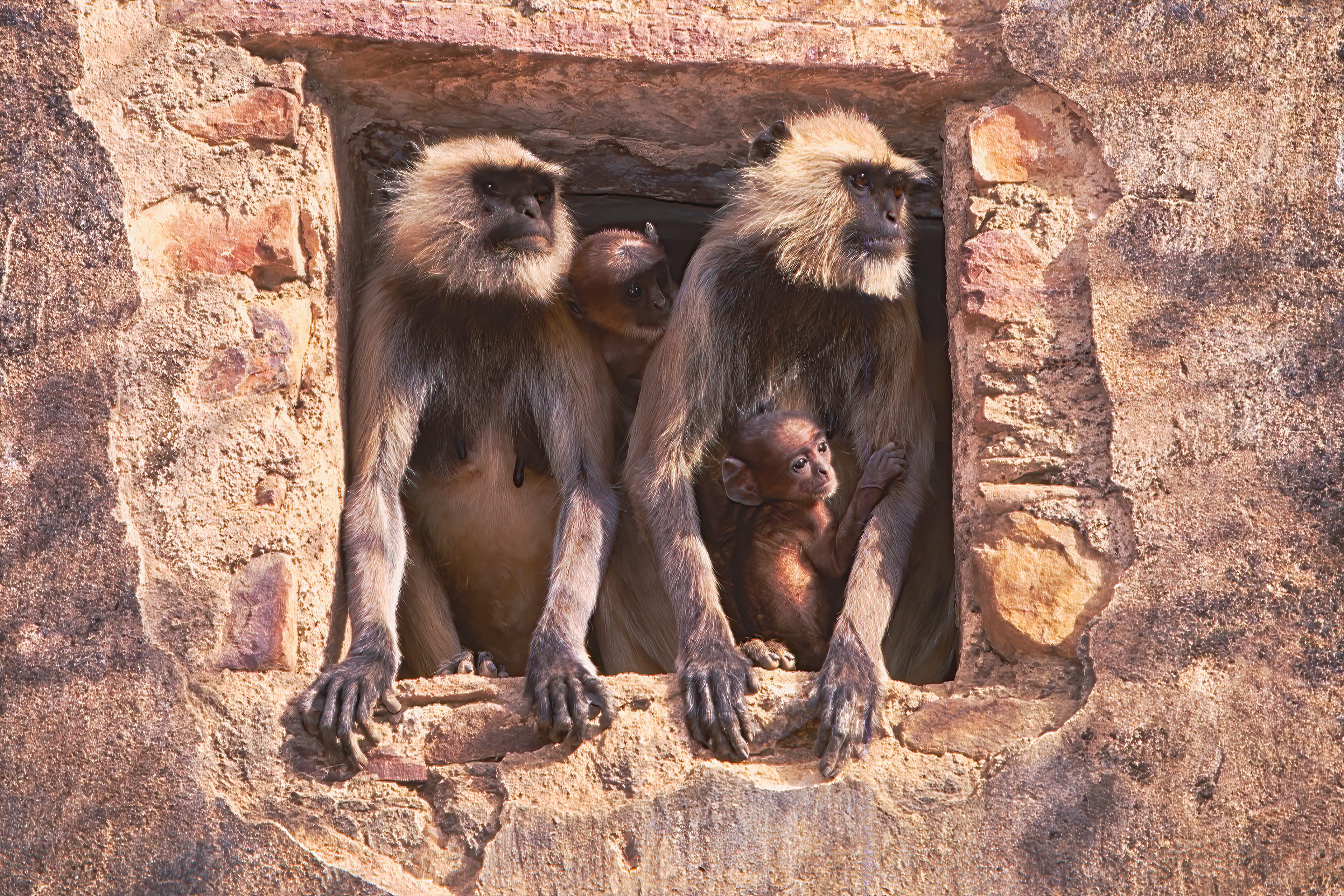 Grey Langurs in an abandoned old house in Ranthambore, India