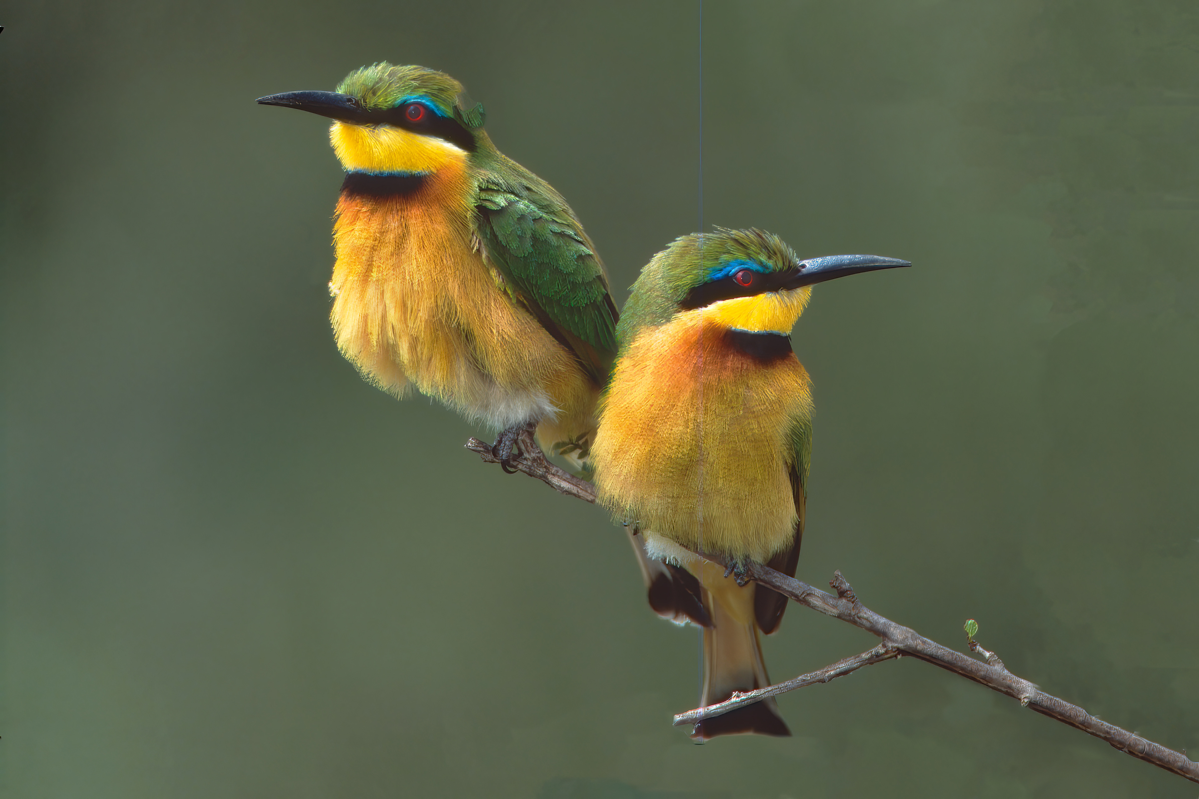 Little Bee-eaters - Masai Mara