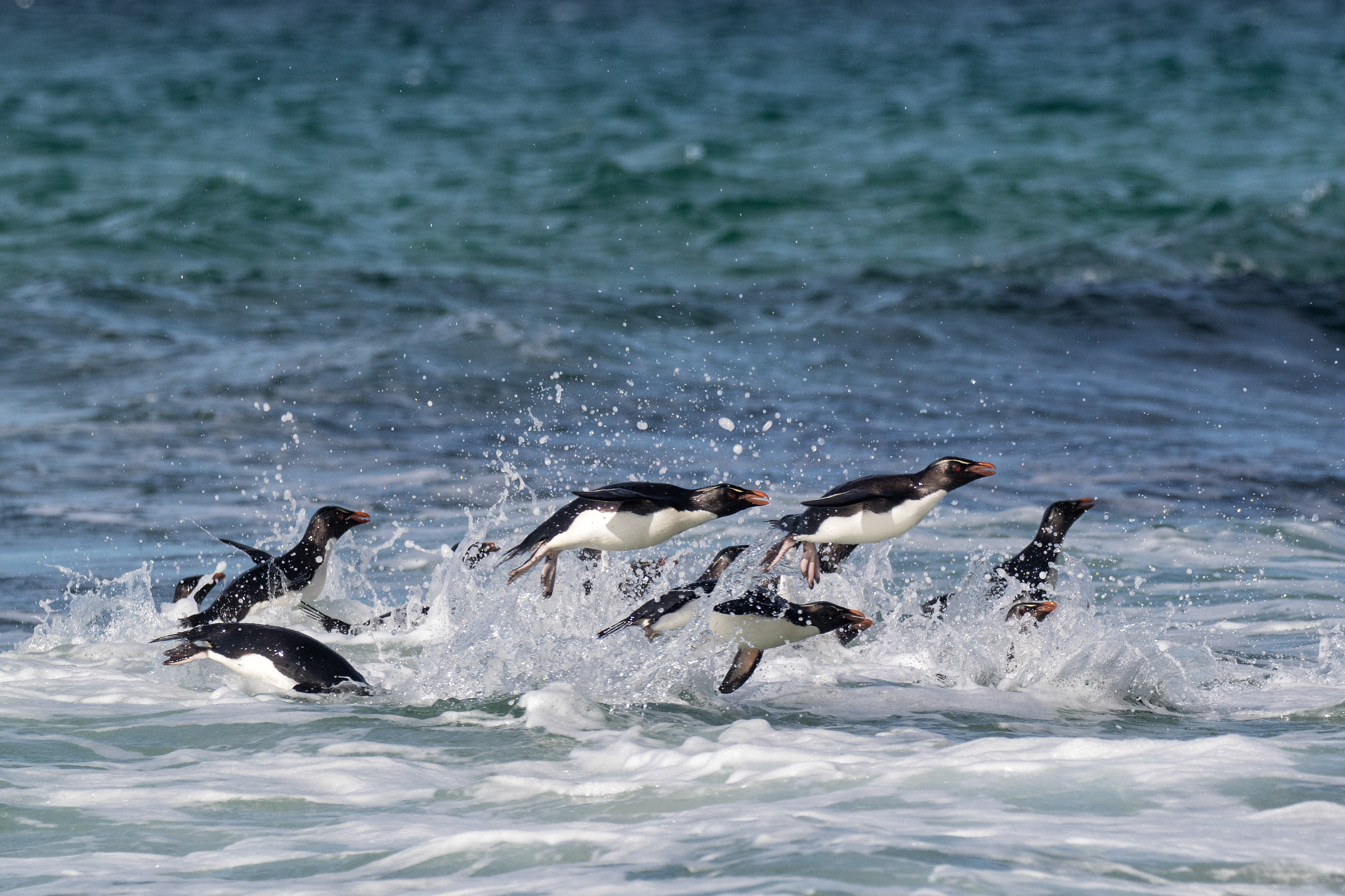 Rockhopper Penguins porpoising back to shore - Falklands