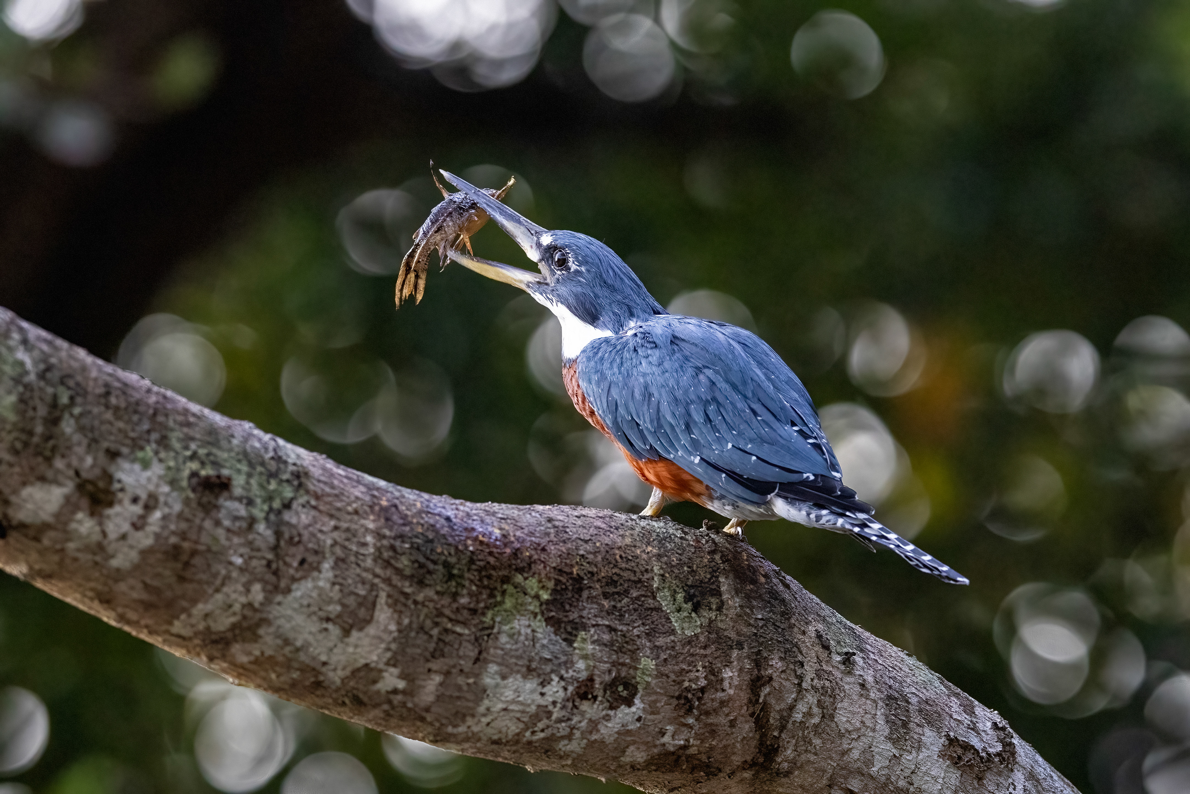 Ringed Kingfisher feeding