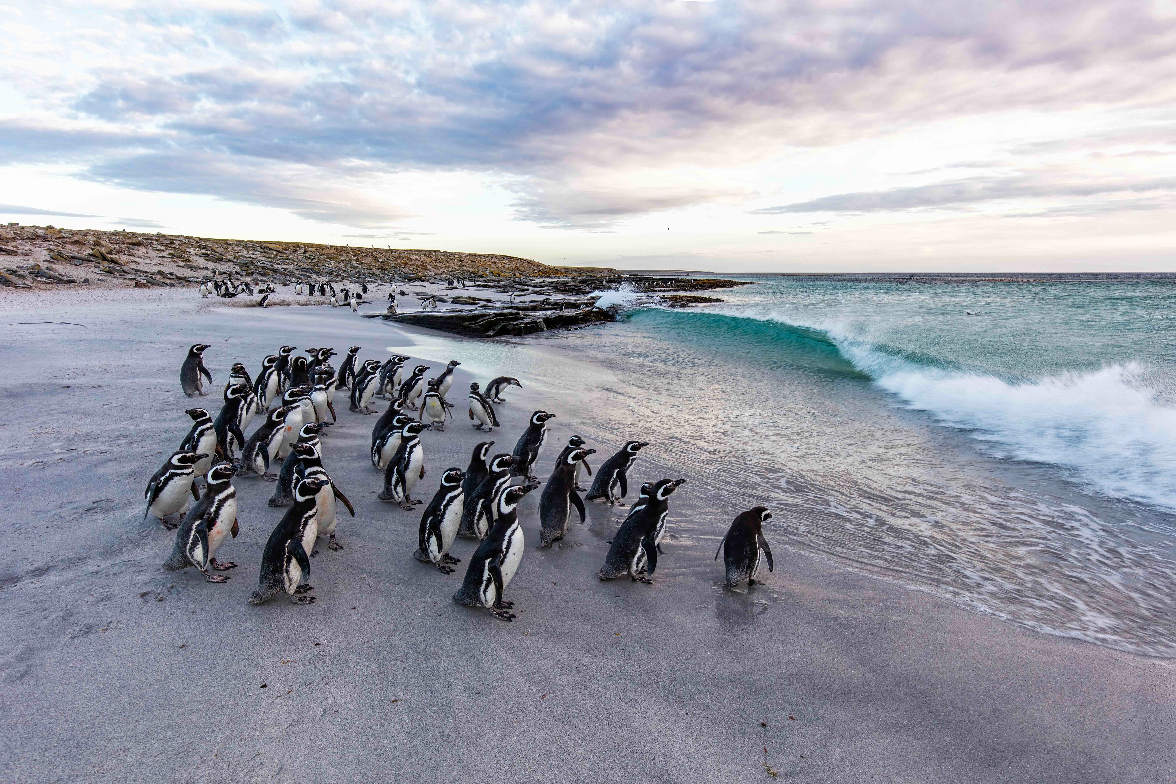 Magellanic Penguins on Bleaker Island at sunrise - Falklands