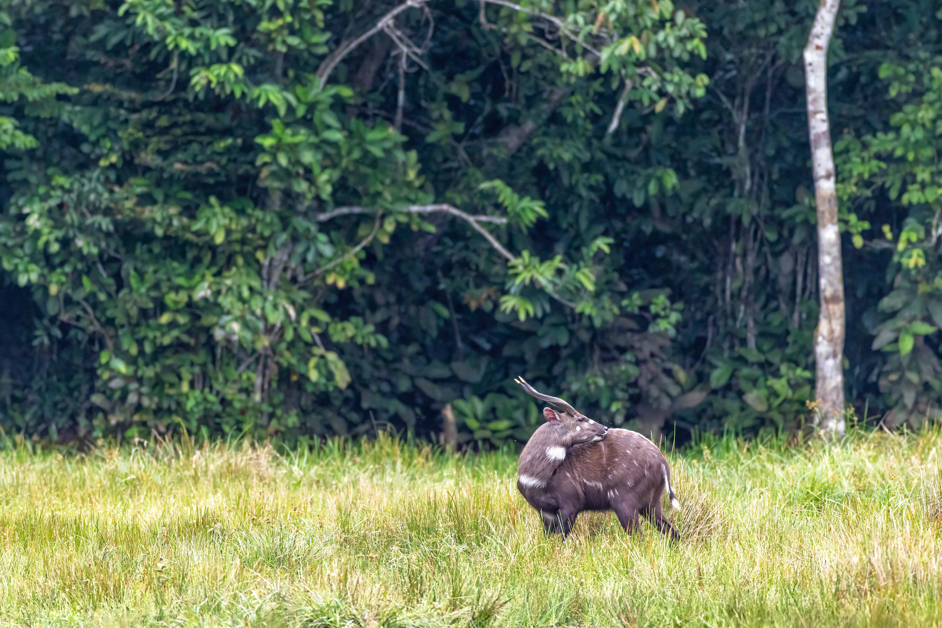 Sitatunga - Odzala, Republic of Congo