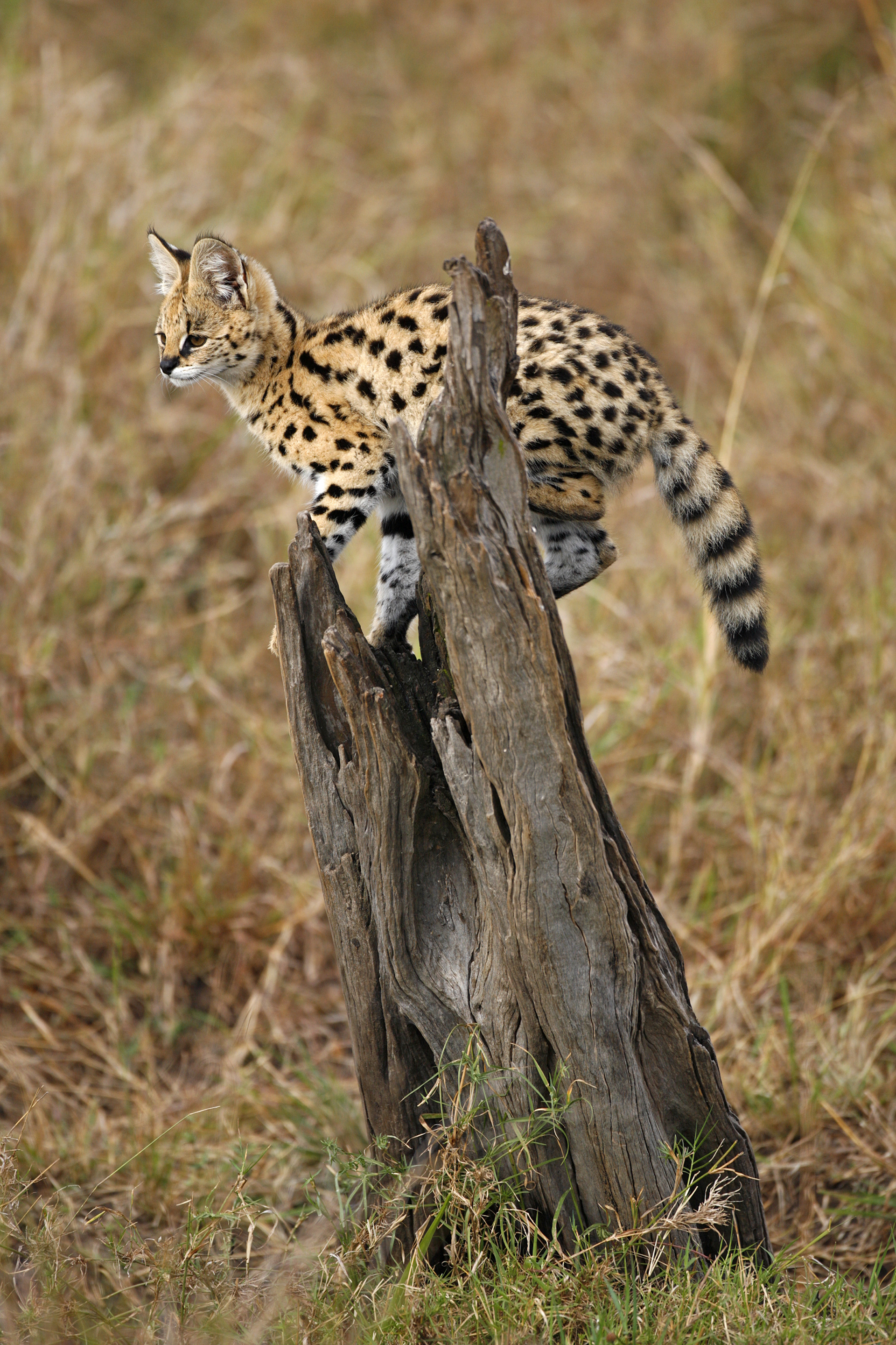 Serval kitten - Masai Mara