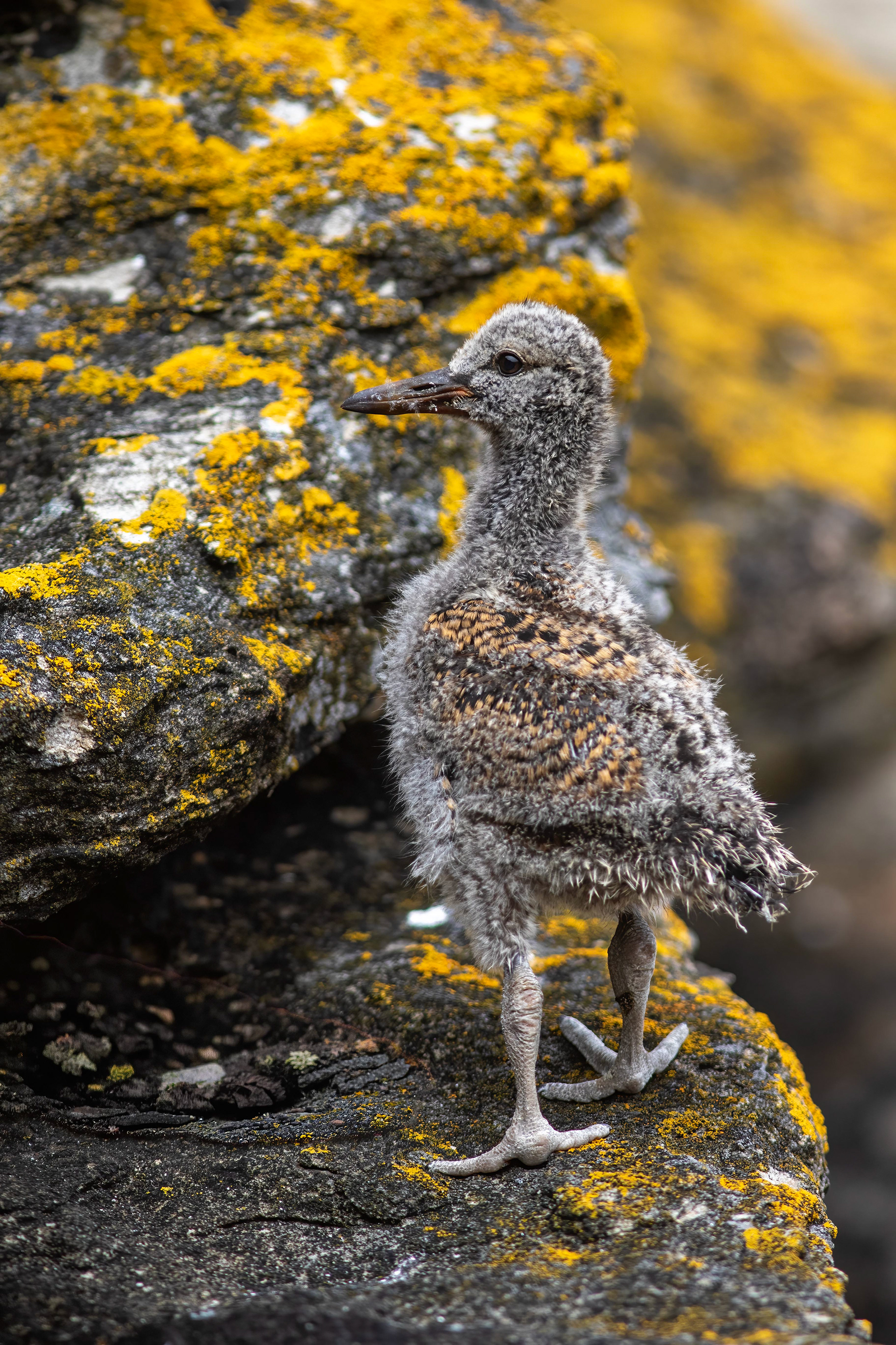 Juvenile Pied Oystercatcher - West Point, Falklands