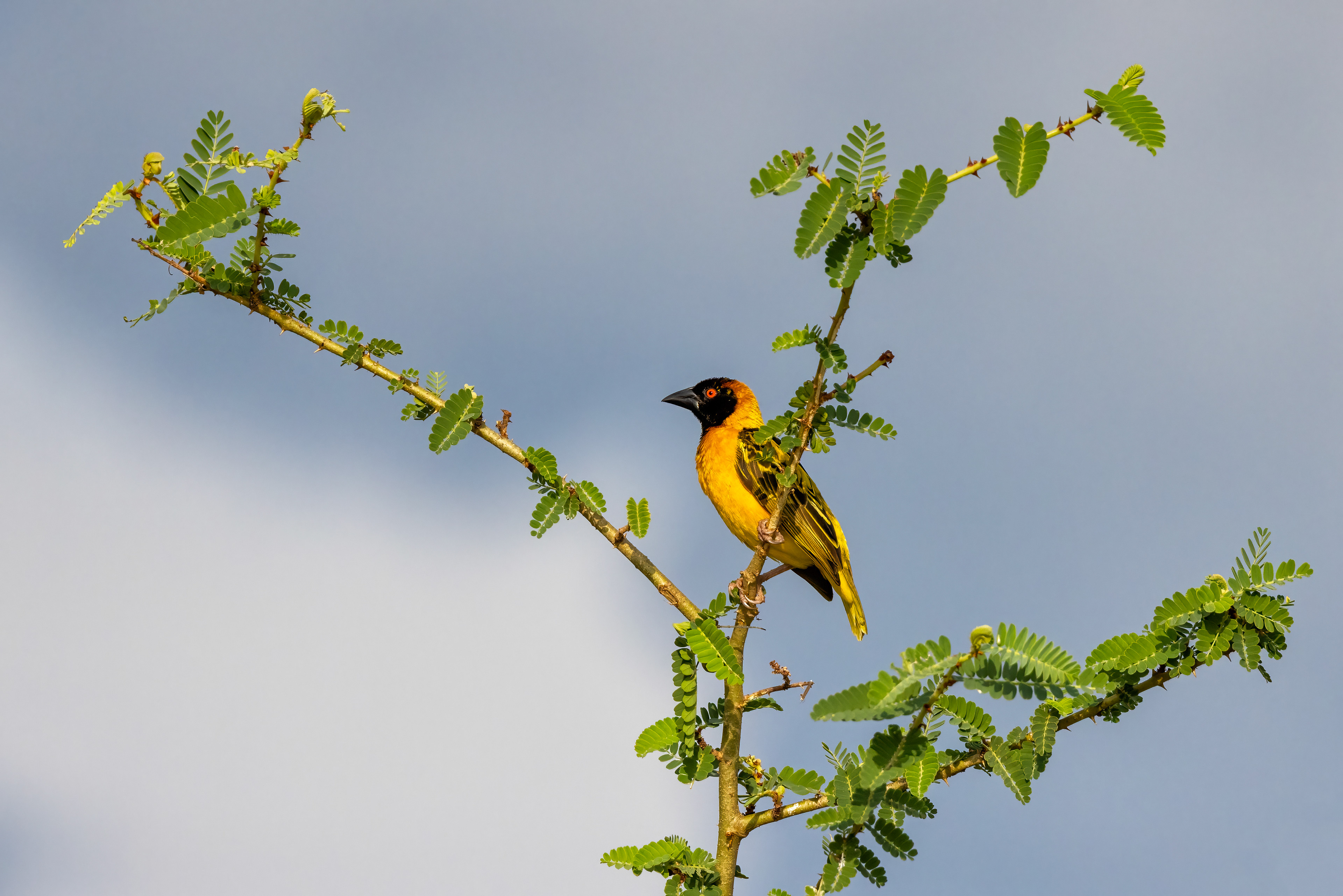 Black-headed Weaver - Murchison Falls, Uganda - RM