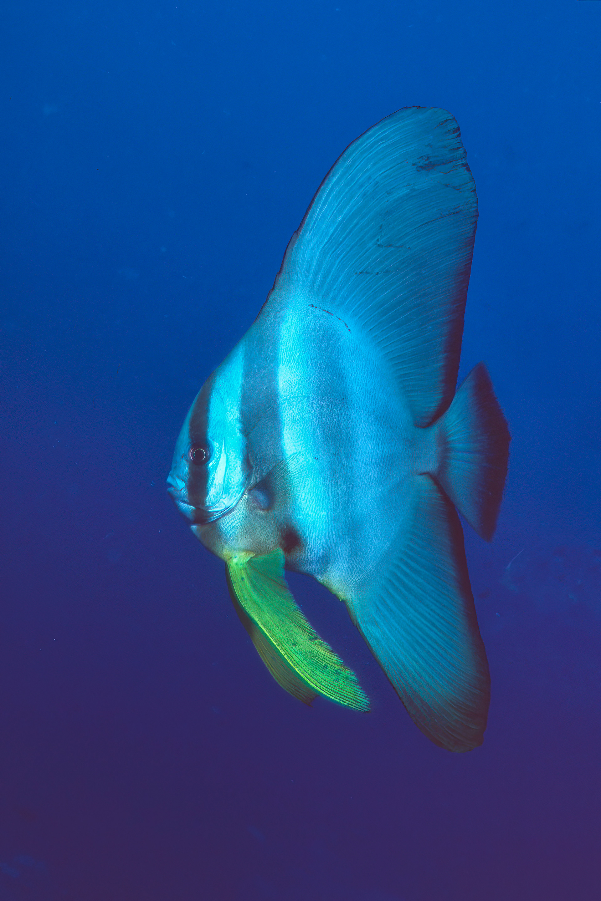 Batfish - Papua New Guinea