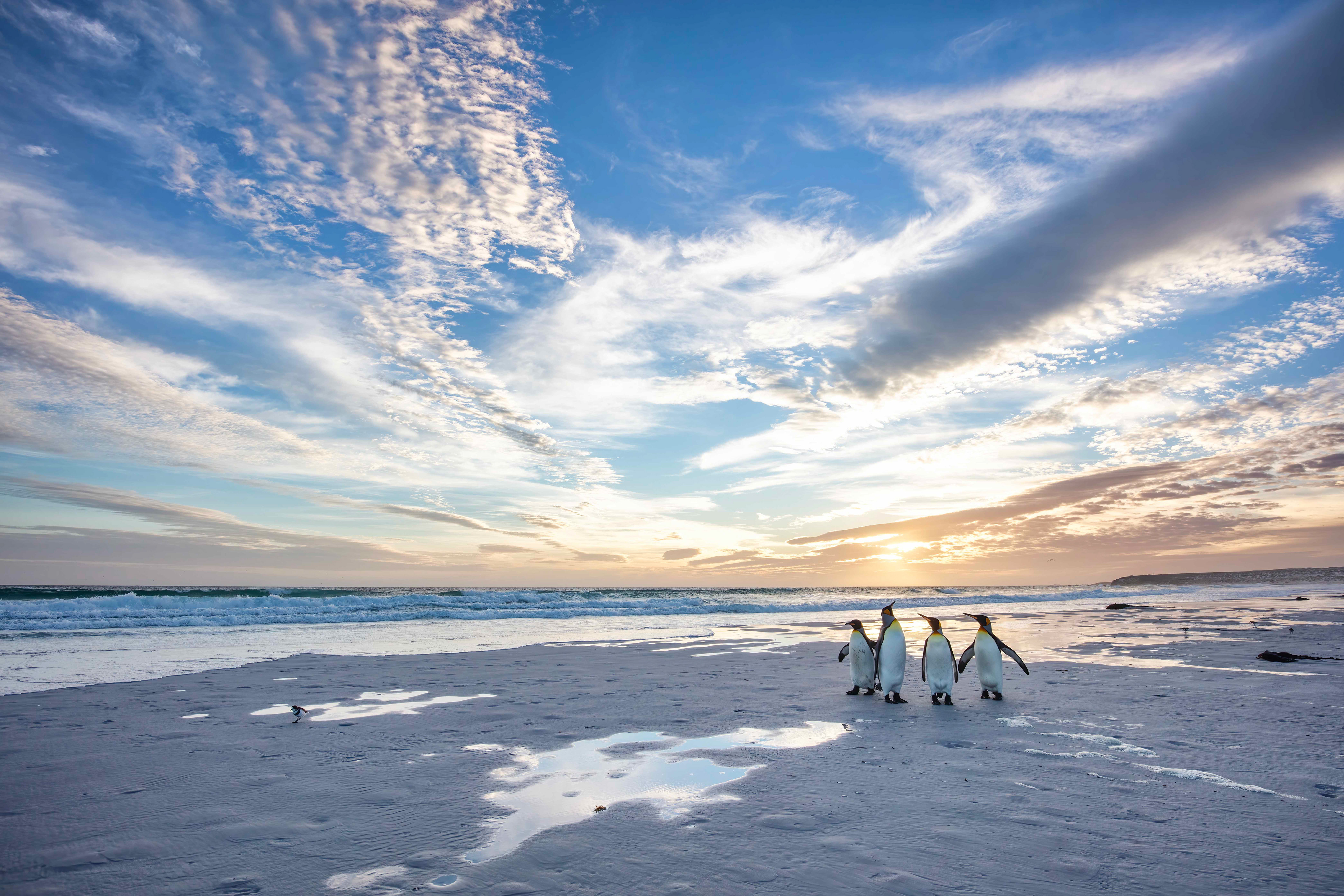 King Penguins at sunrise on Volunteer Beach - Falklands