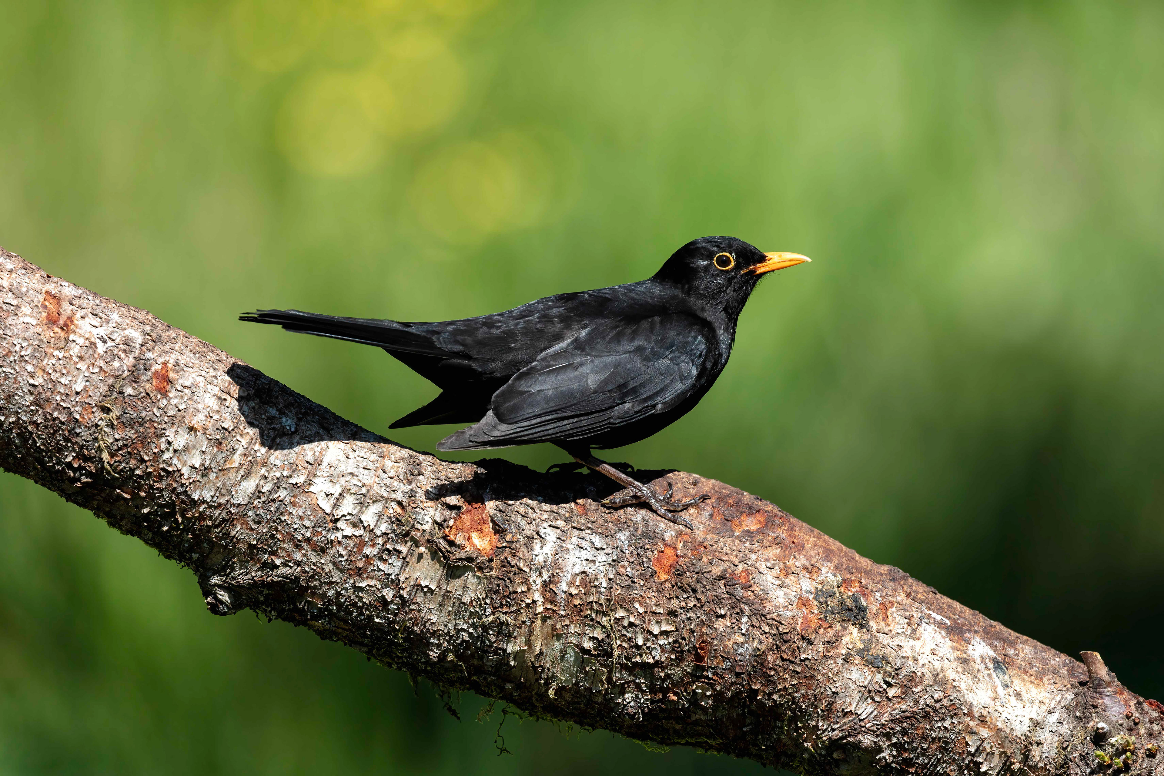 Blackbird