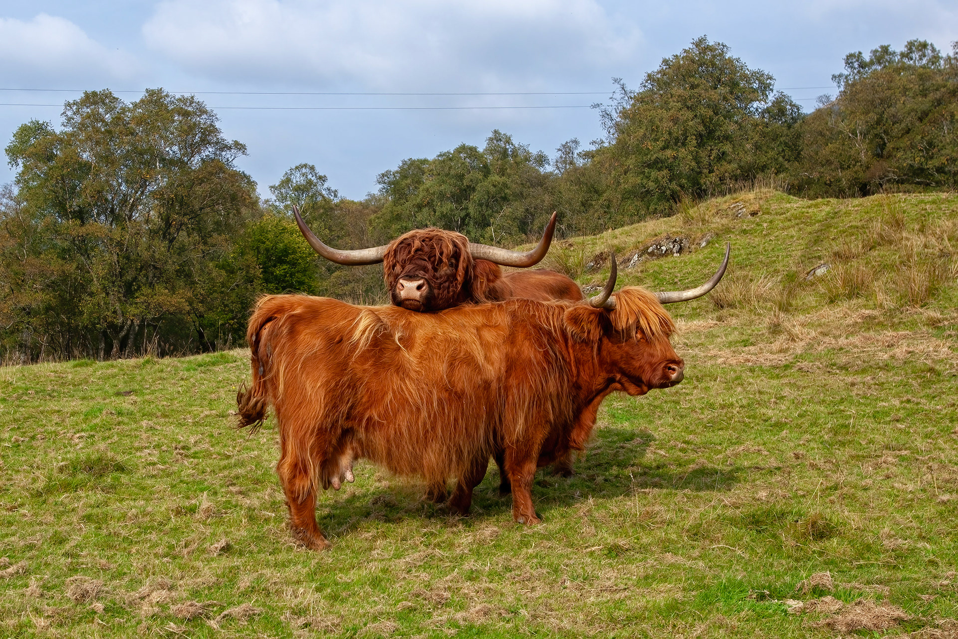 Highland Cattle