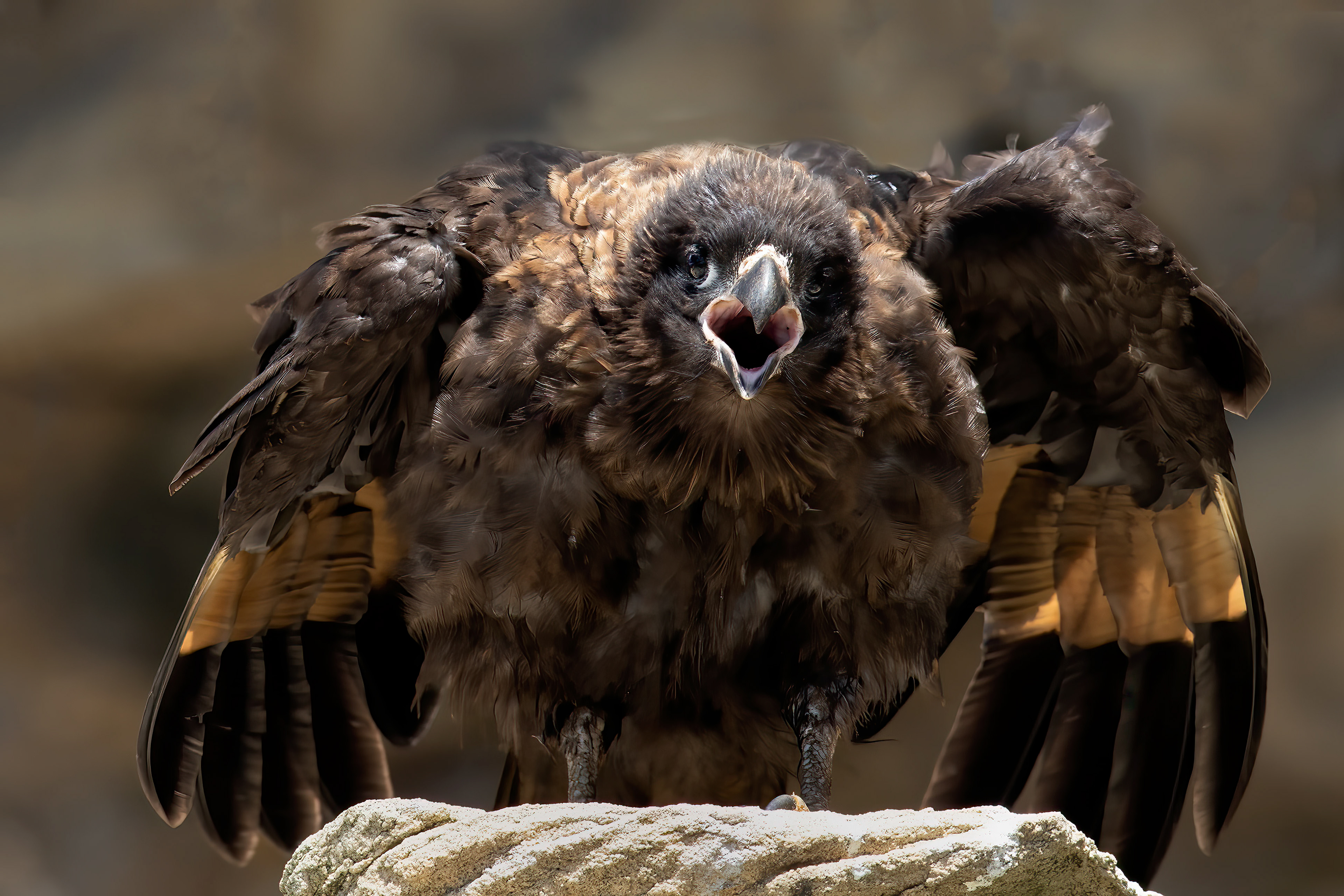 Striated Caracara - Falklands - RM