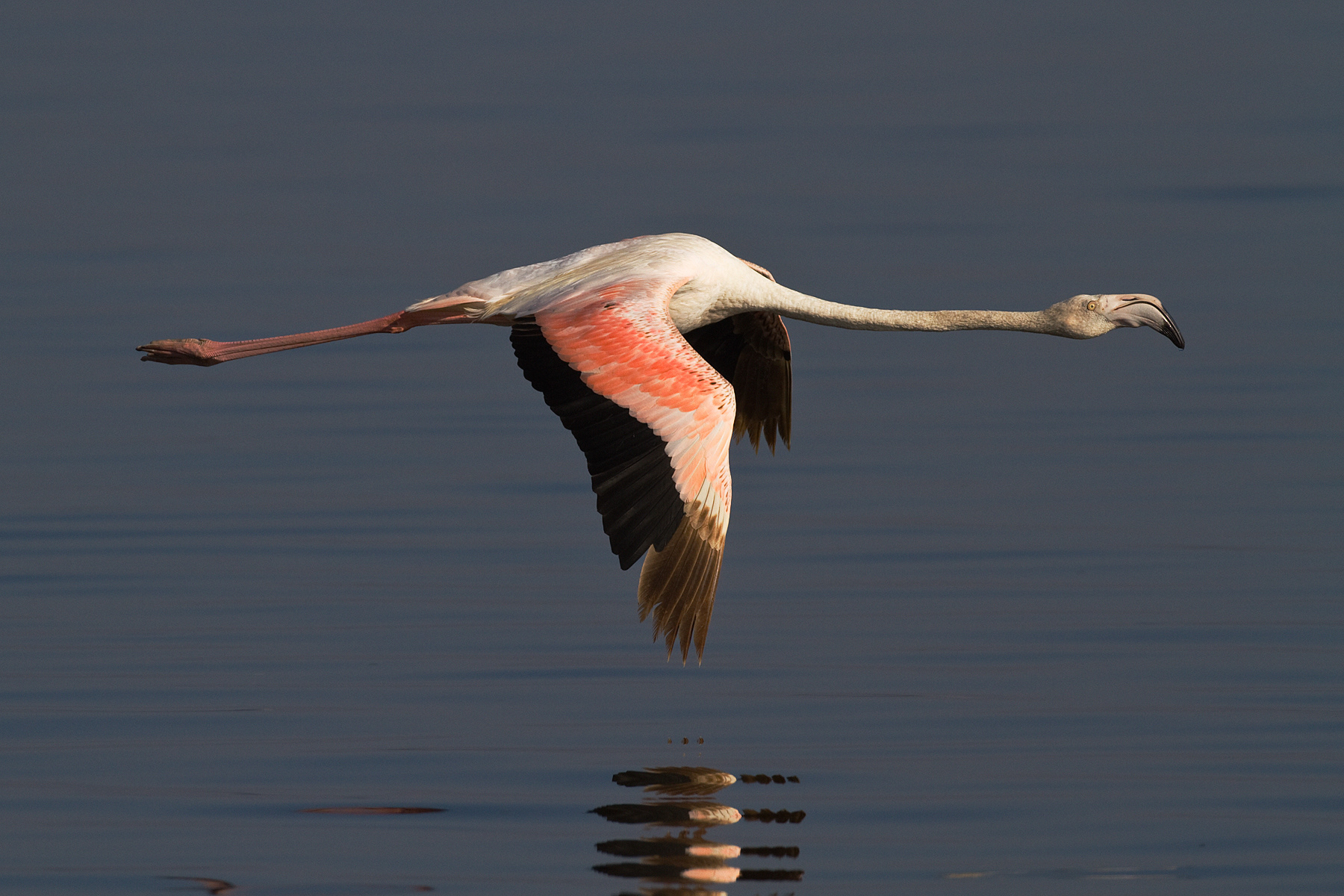 Greater Flamingo in flight - Nakuru