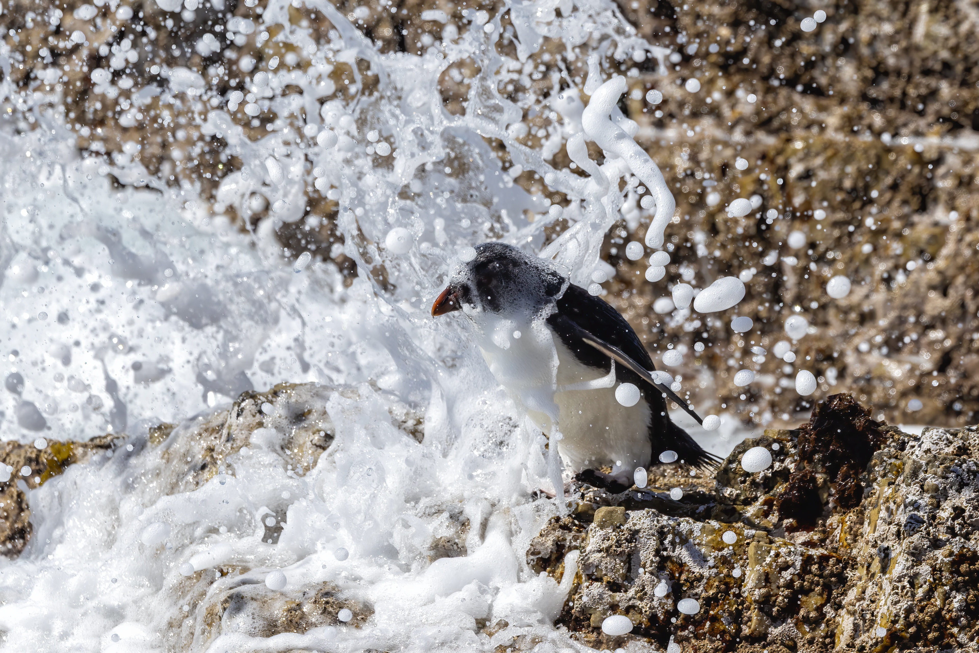 Southern Rockhopper caught by a breaking wave - Falklands - RM
