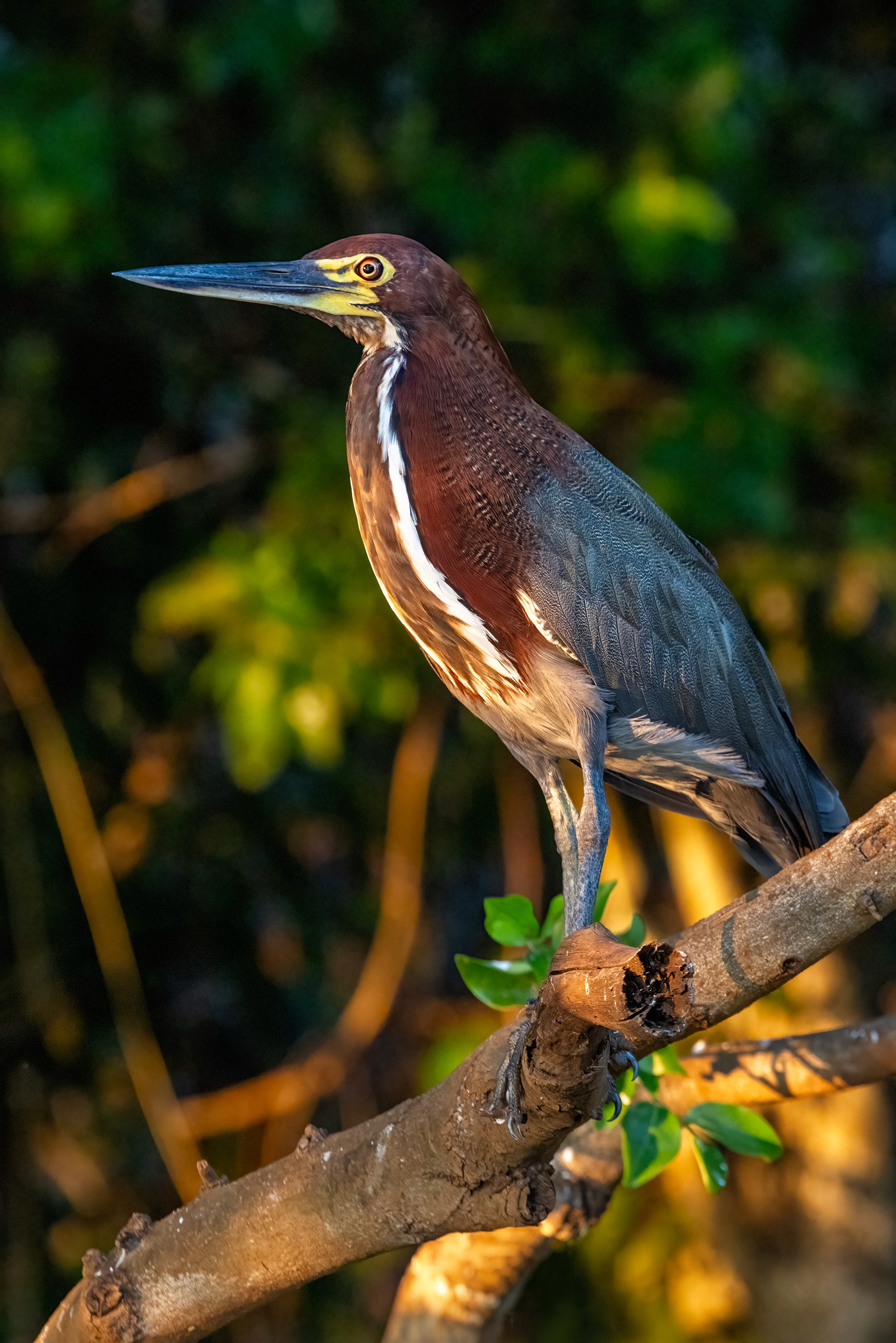 Tiger heron