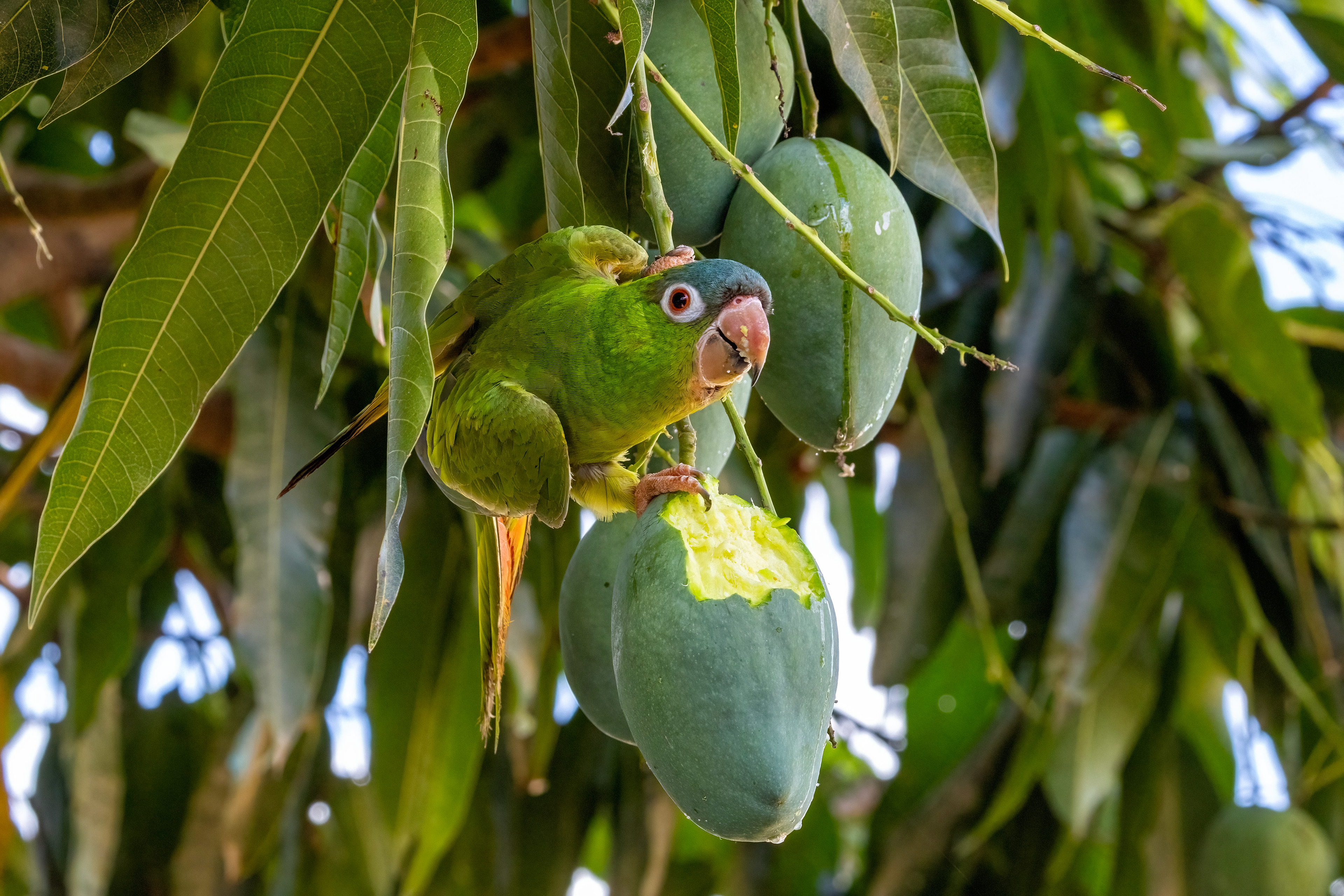 Turquoise-fronted Parrot