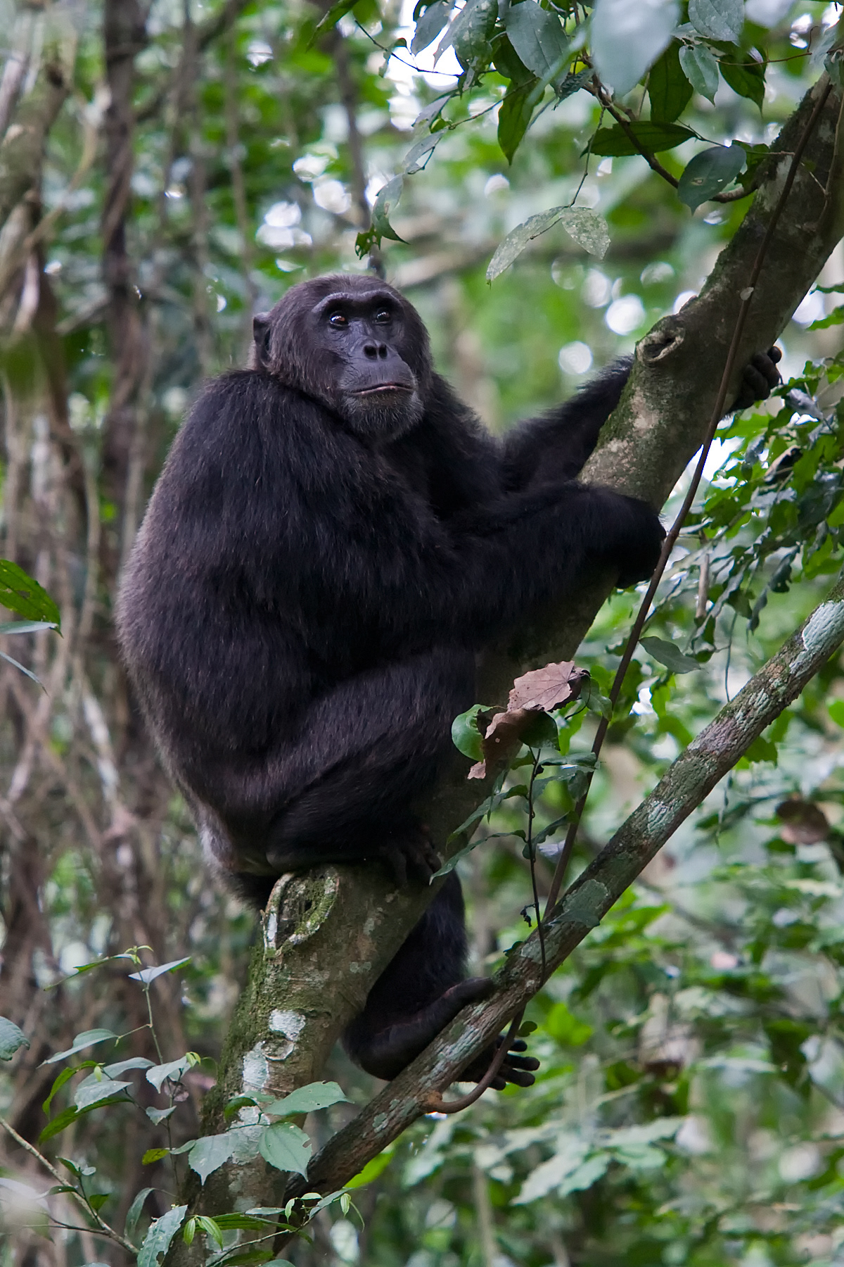 Chimpanzee - Uganda