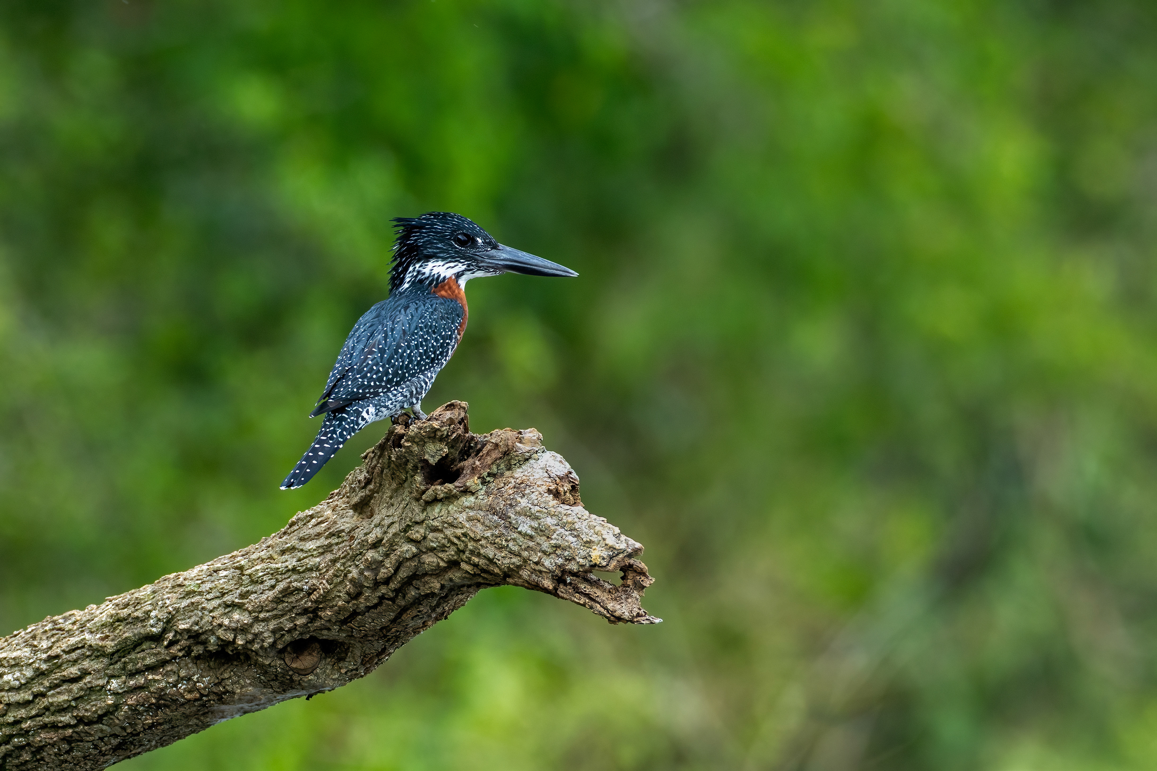 Giant Kingfisher - Murchison Falls National Park, Uganda