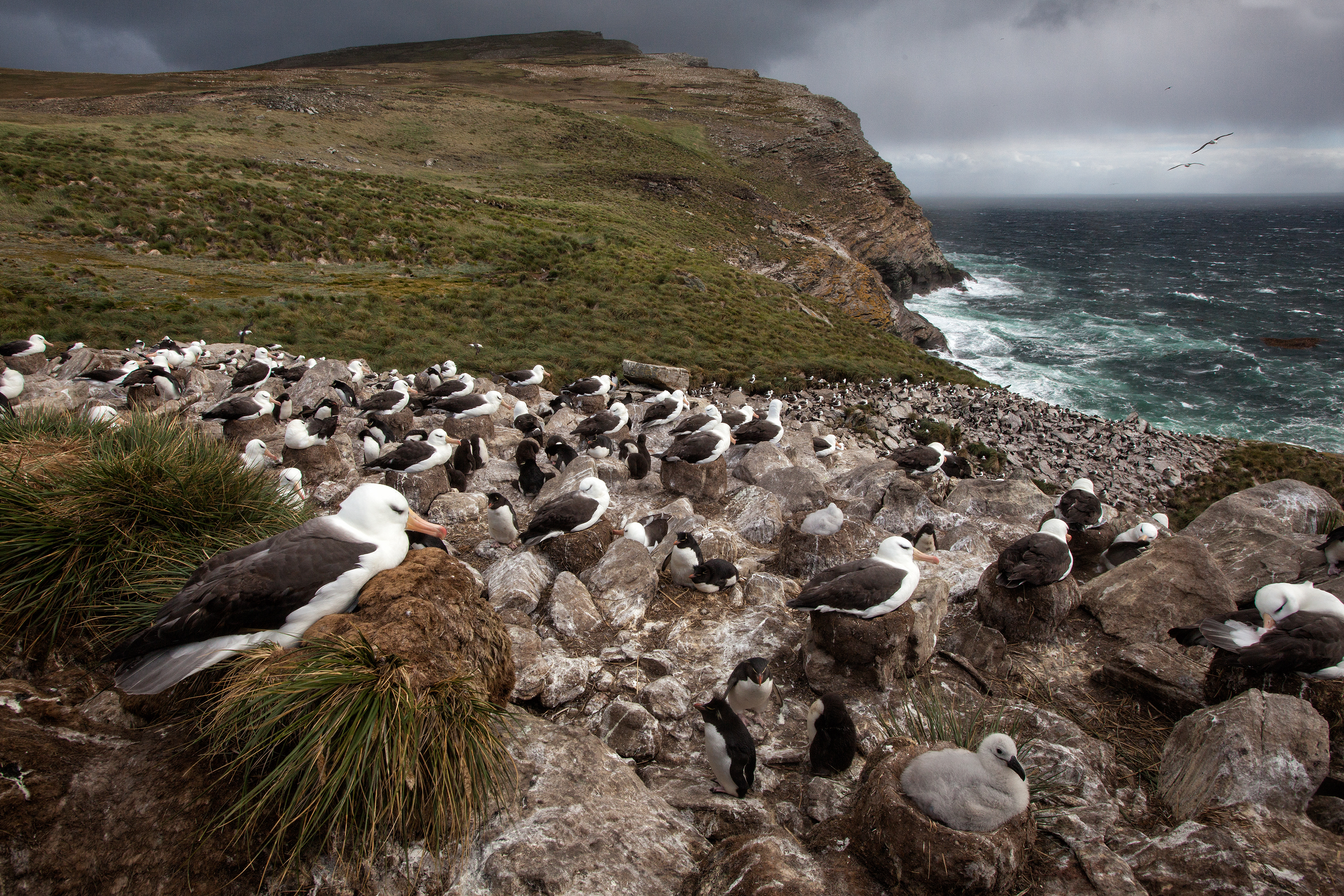 Black-browed Albatross colony - Falklands