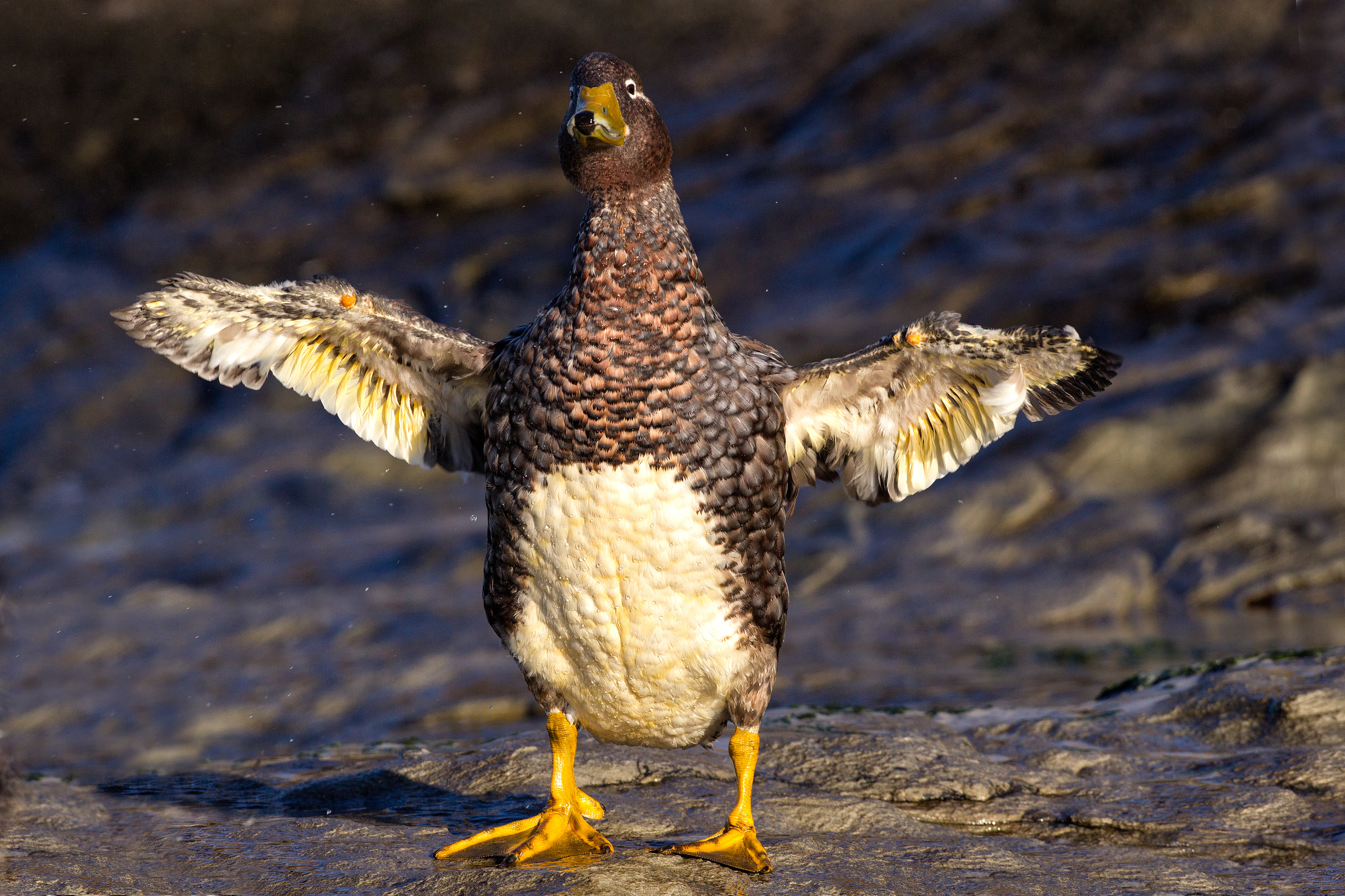 Flightless Steamer Duck - Falklands