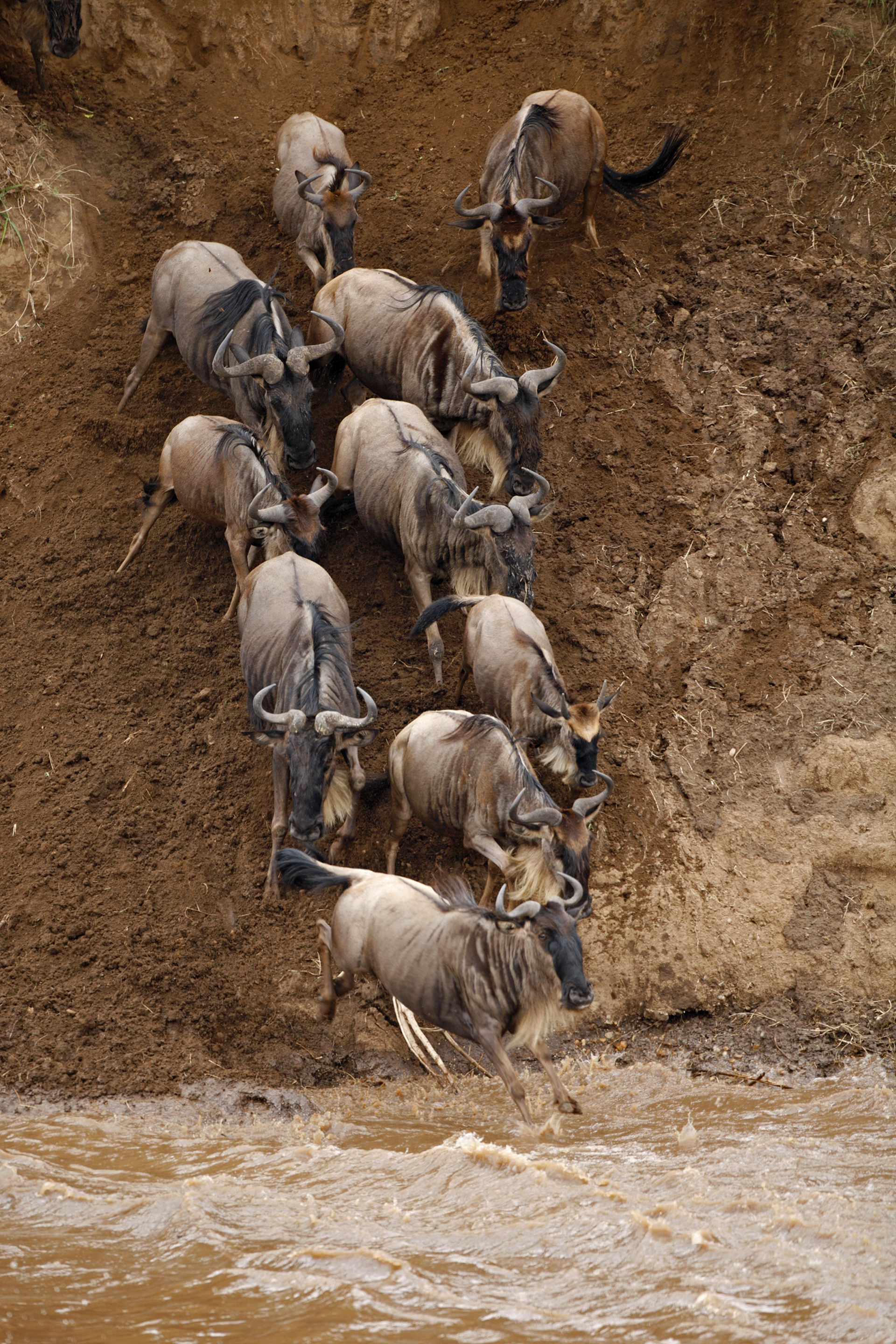Wildebeest crossing the Mara River - Masai Mara