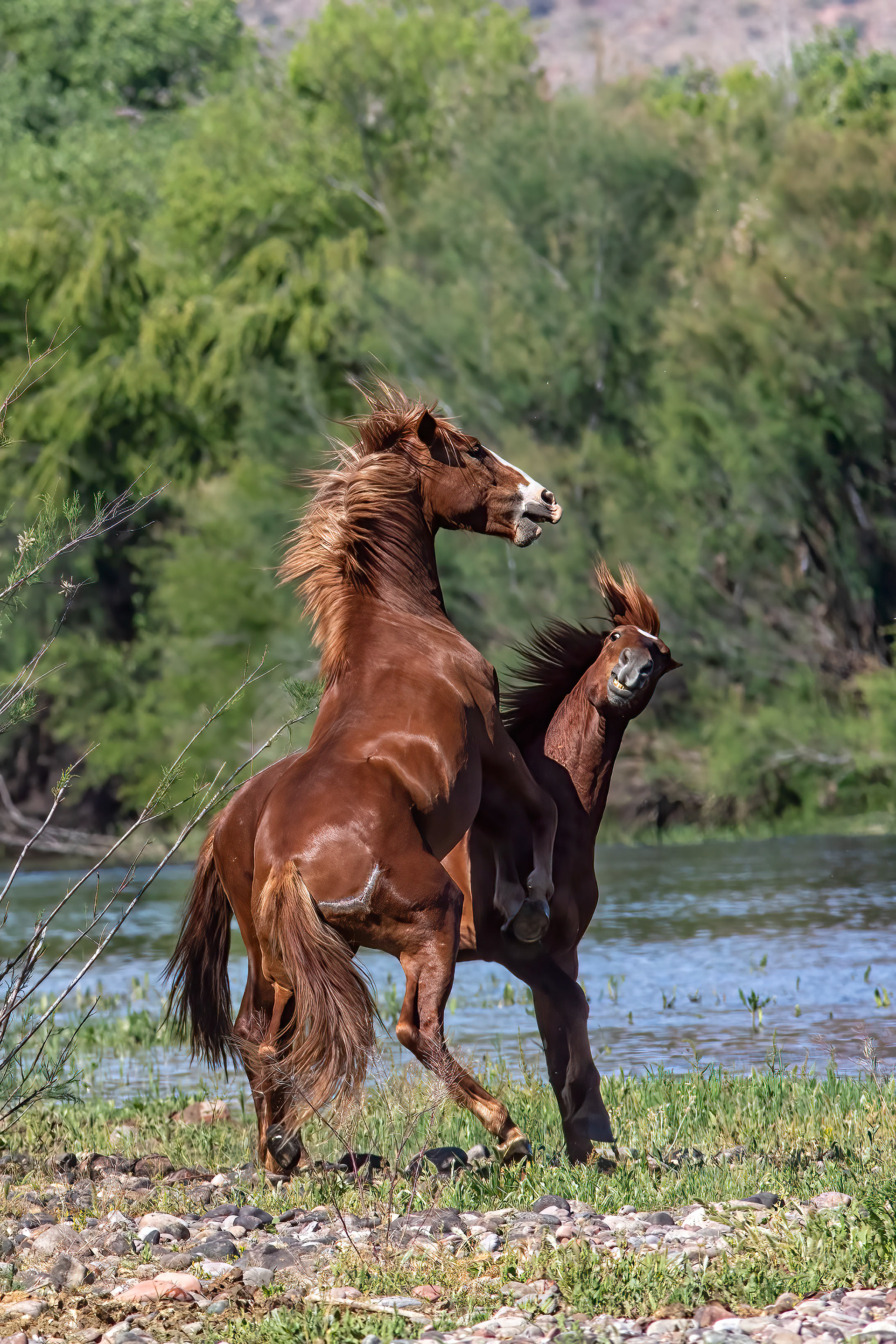 Wild Horses fighting - RM